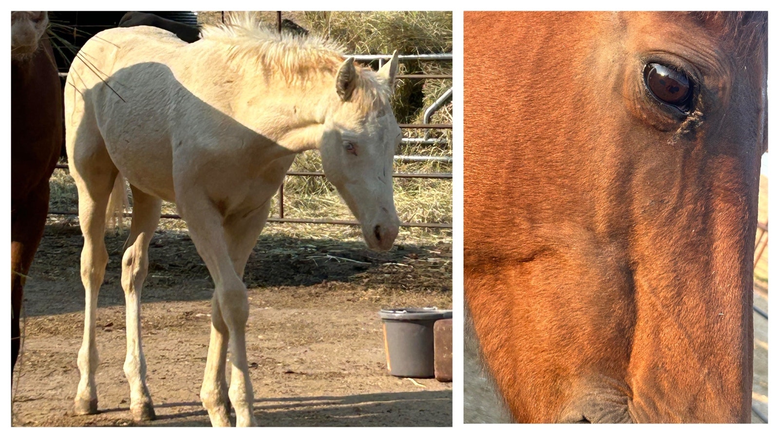 Three horses recently arrived at an animal rescue center near Cheyenne, including a mare and her foal, and another mare that is pregnant. The center’s director would like to know more about them and where they came from.