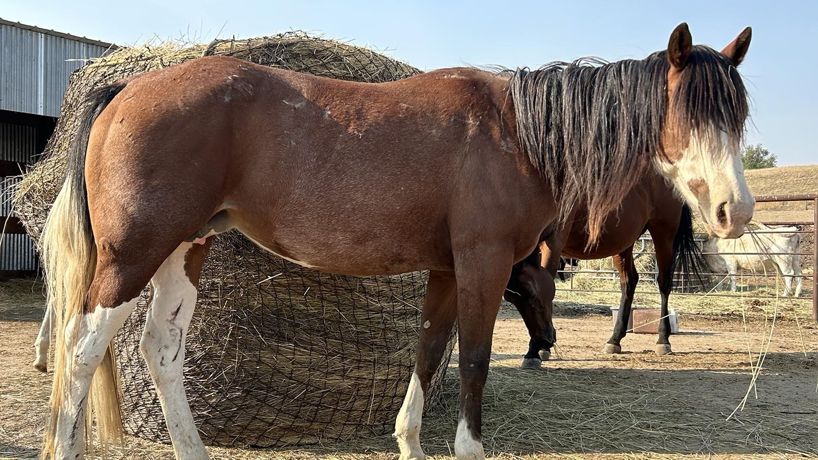 Three horses recently arrived at an animal rescue center near Cheyenne, including a mare and her foal, and another mare that is pregnant. The center’s director would like to know more about them and where they came from.