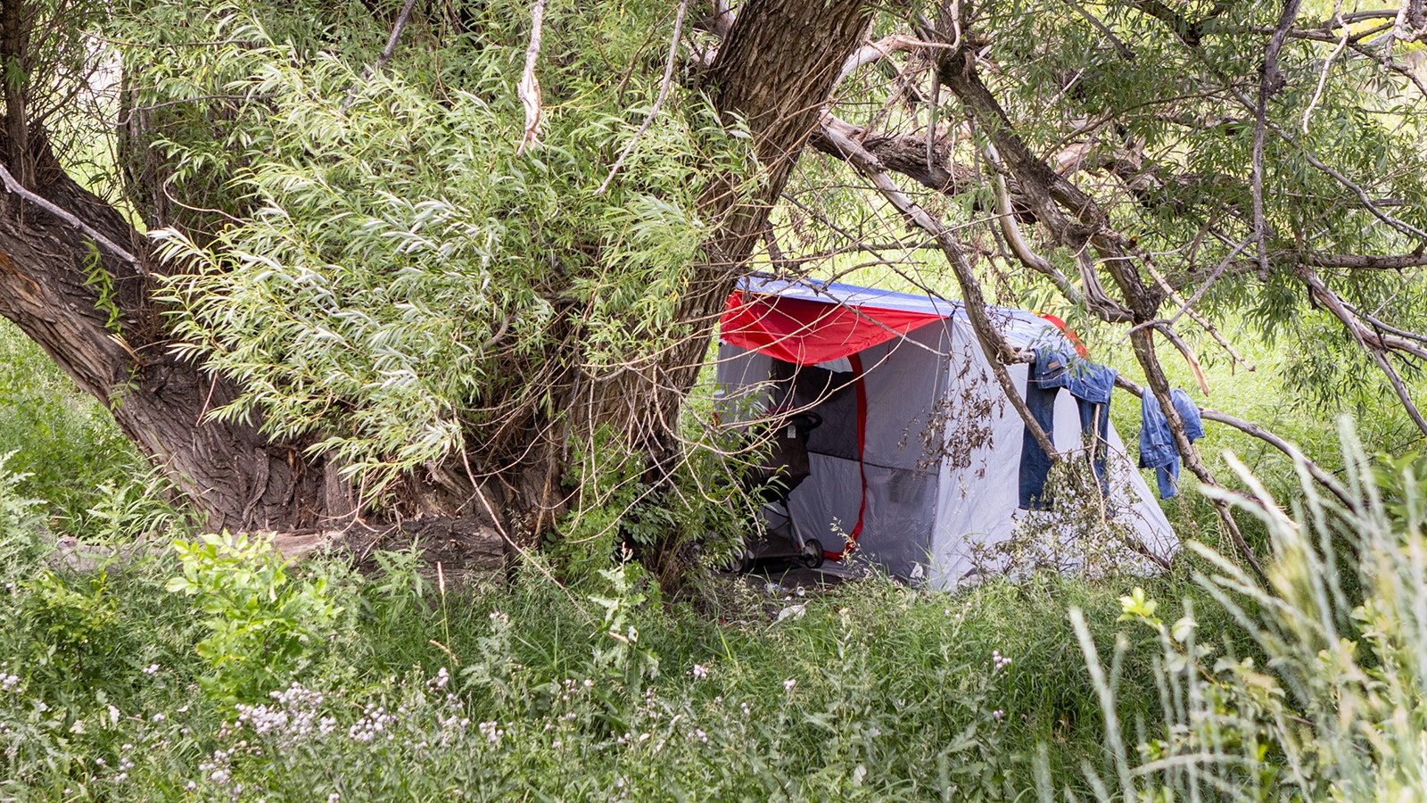 A tent is set up in the woods near the Trail's End area and Morrie Avenue in Cheyenne.