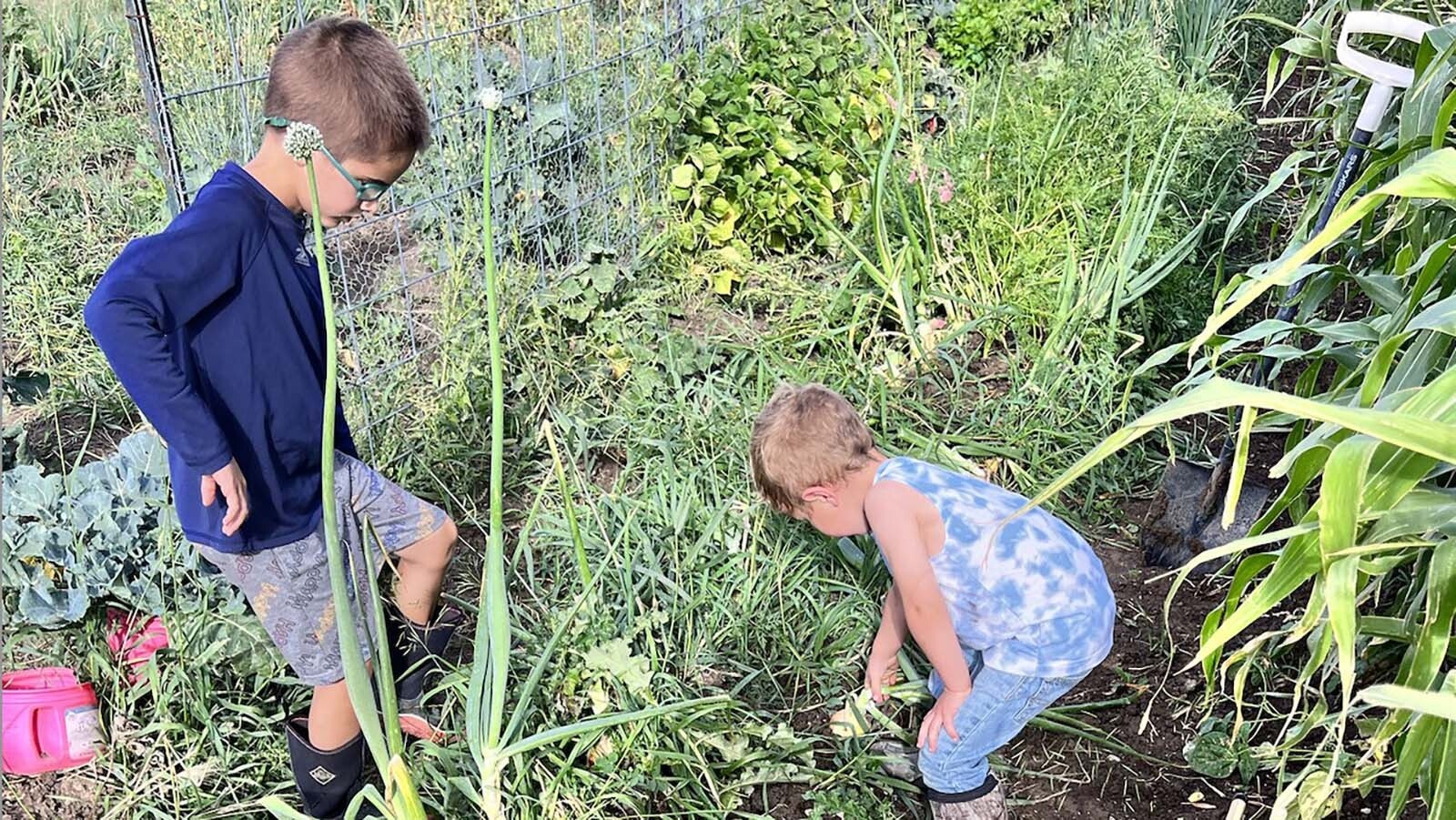 Homesteading doesn’t mean living like folks on “Little House on the Prairie.” A Cody woman teaches how homesteaders in Wyoming use technology and innovation to achieve self-sufficiency, and it doesn’t mean you have to be a loner.