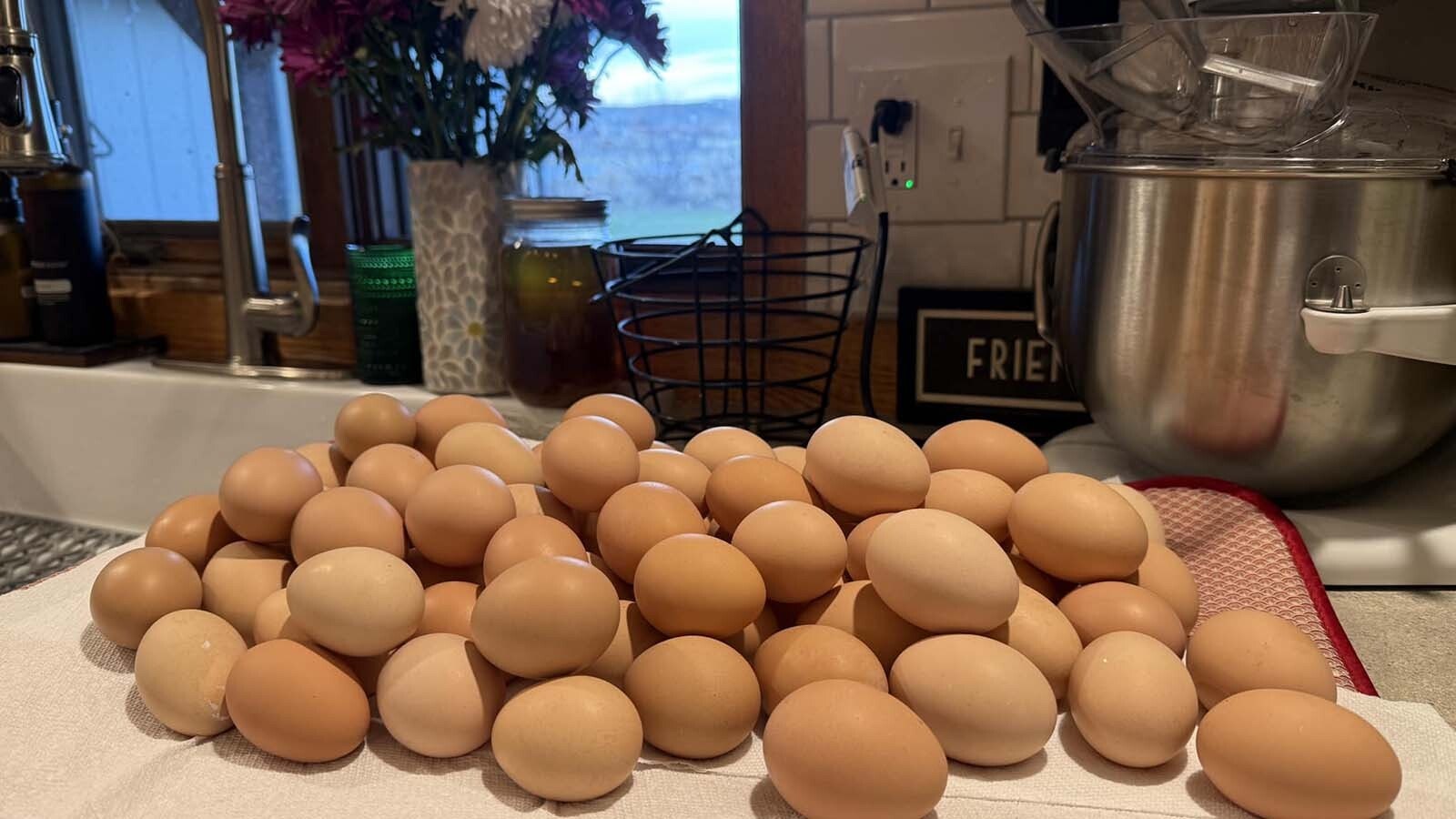 Homesteading doesn’t mean living like folks on “Little House on the Prairie.” A Cody woman teaches how homesteaders in Wyoming use technology and innovation to achieve self-sufficiency, and it doesn’t mean you have to be a loner.