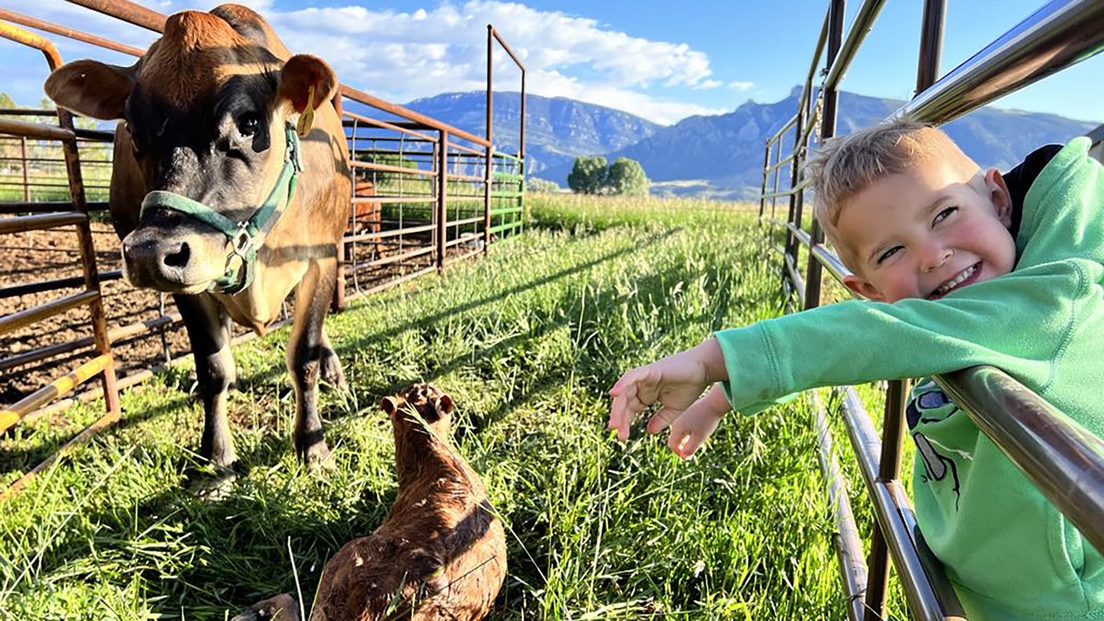 The Trudo family have included cows on their 10-acre farm outside of Cody.