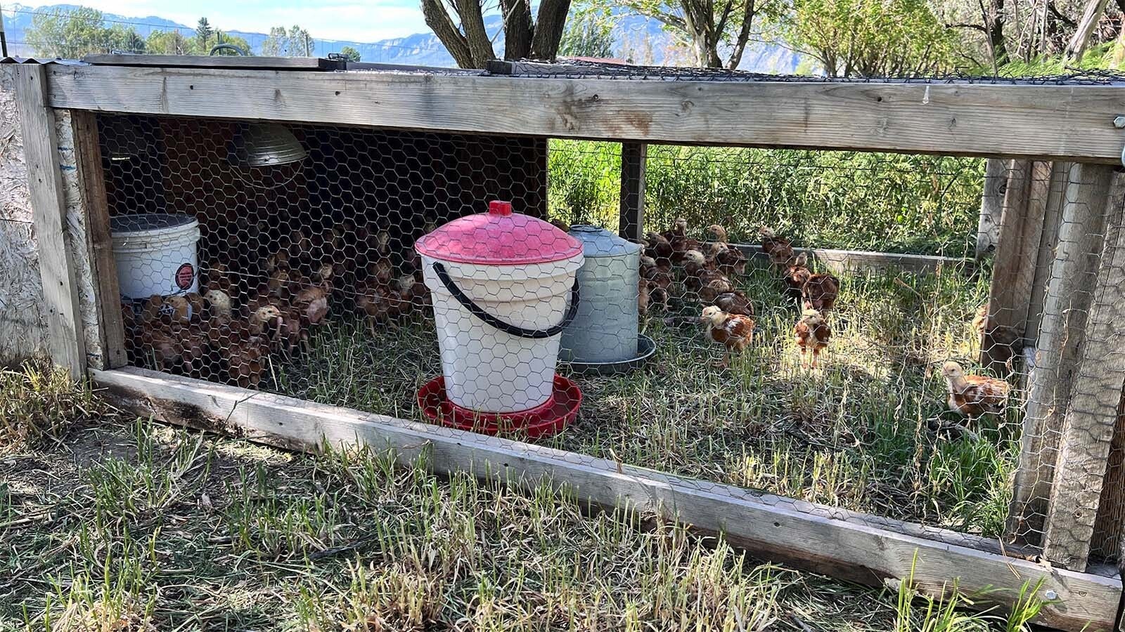 Brent Trudo and his wife Ashley have built these movable rigs for their chickens, allowing them to easily move them to new ares of ground to grow.