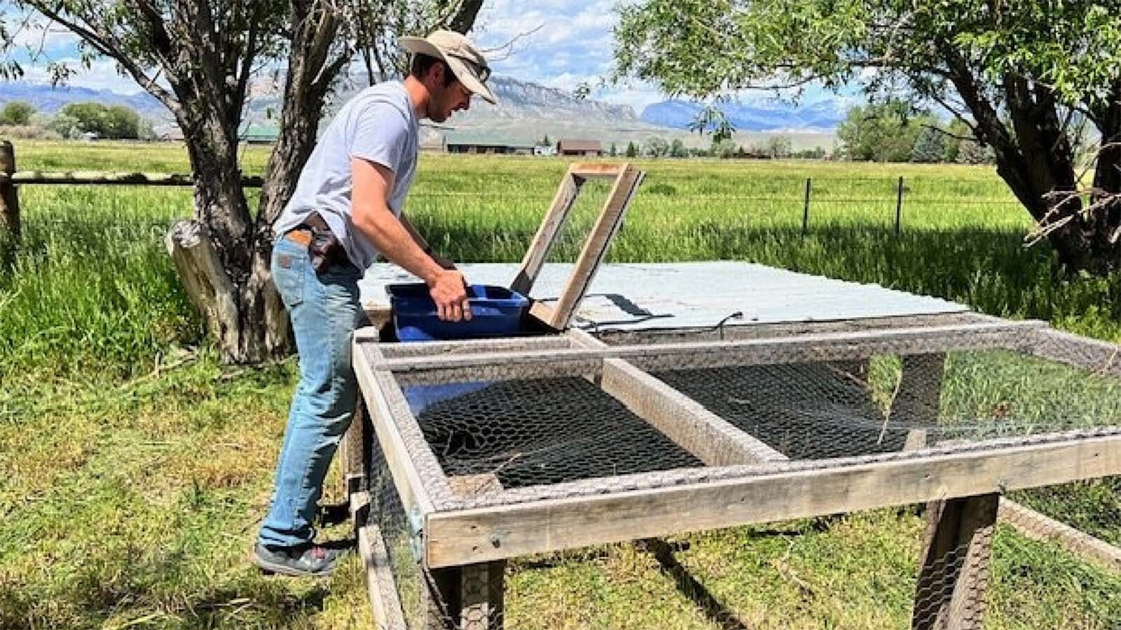 Brent Trudo and his wife Ashley have built these movable rigs for their chickens, allowing them to easily move them to new ares of ground to grow.