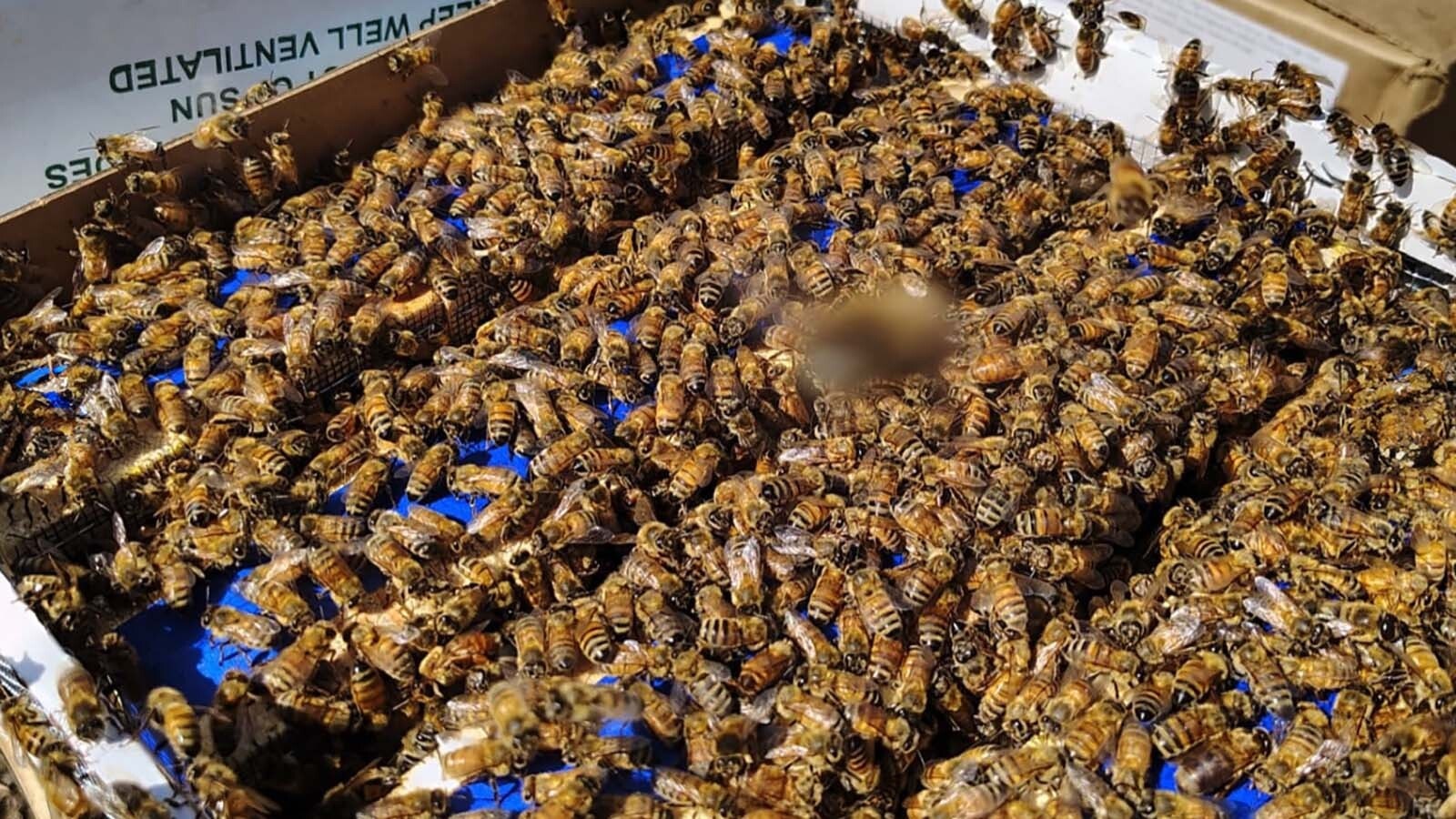 Honeybee operations in Wyoming have been scrambling to get ready for the honey to flow with unusually large colony losses earlier this year. The Honey House in Dubois says it’s ready — just barely — for a new tourism season.