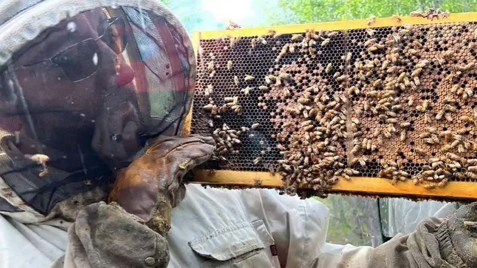 Honeybee operations in Wyoming have been scrambling to get ready for the honey to flow with unusually large colony losses earlier this year. The Honey House in Dubois says it’s ready — just barely — for a new tourism season.