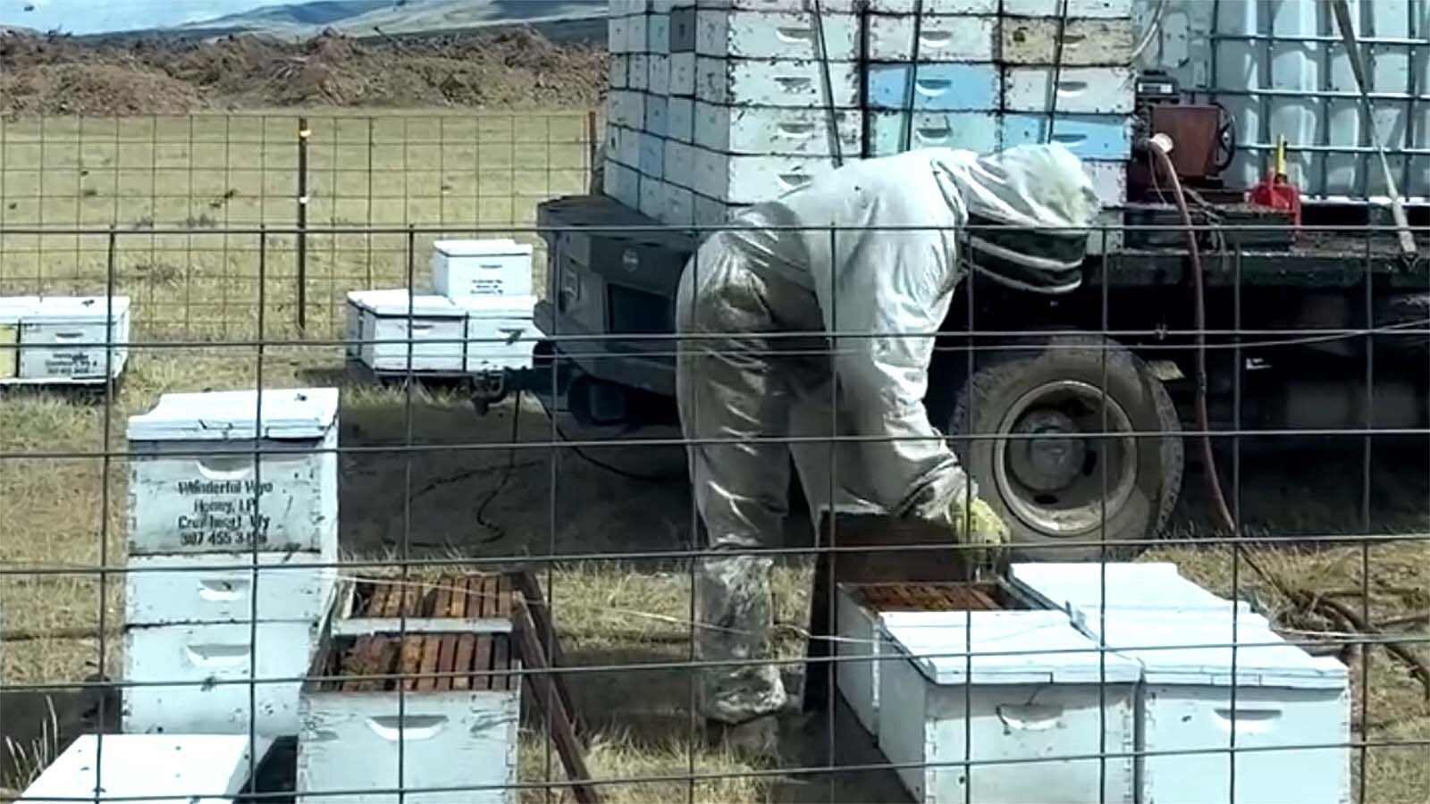 Honeybee operations in Wyoming have been scrambling to get ready for the honey to flow with unusually large colony losses earlier this year. The Honey House in Dubois says it’s ready — just barely — for a new tourism season.