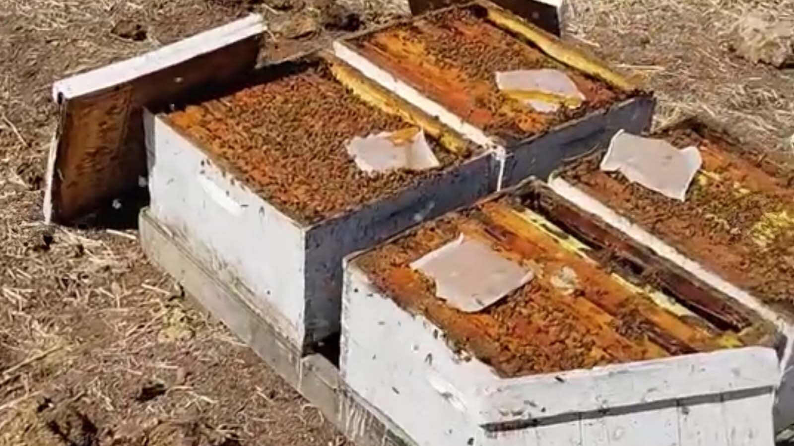 Honeybee operations in Wyoming have been scrambling to get ready for the honey to flow with unusually large colony losses earlier this year. The Honey House in Dubois says it’s ready — just barely — for a new tourism season.