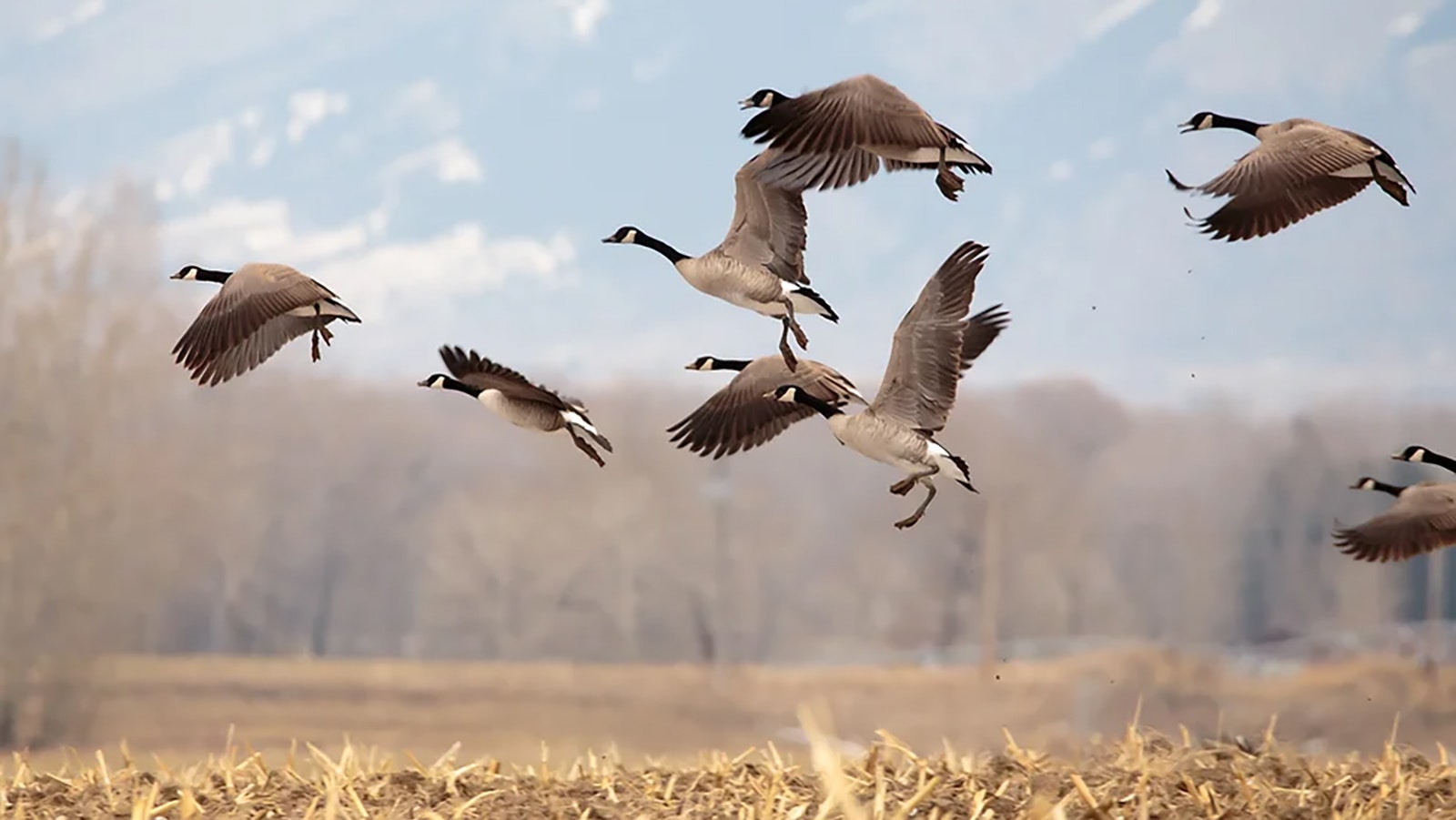 Even though Wyoming as a whole isn’t really known for bird hunting, Goshen County has some exceptional goose hunting and hosts the annual 2Shot Goose Hunt.