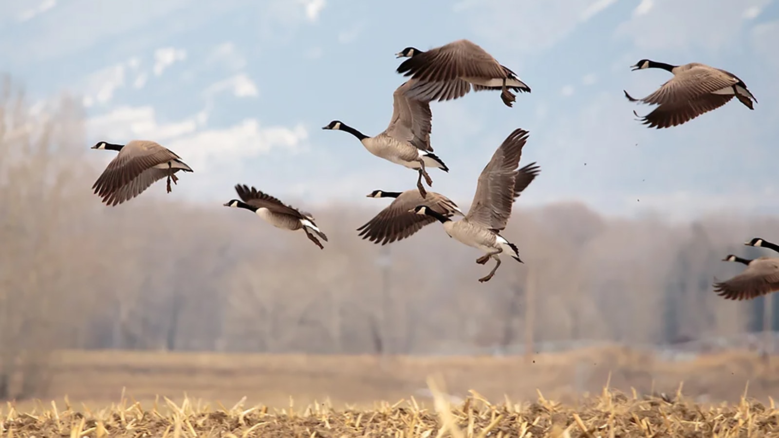 Even though Wyoming as a whole isn’t really known for bird hunting, Goshen County has some exceptional goose hunting and hosts the annual 2Shot Goose Hunt.
