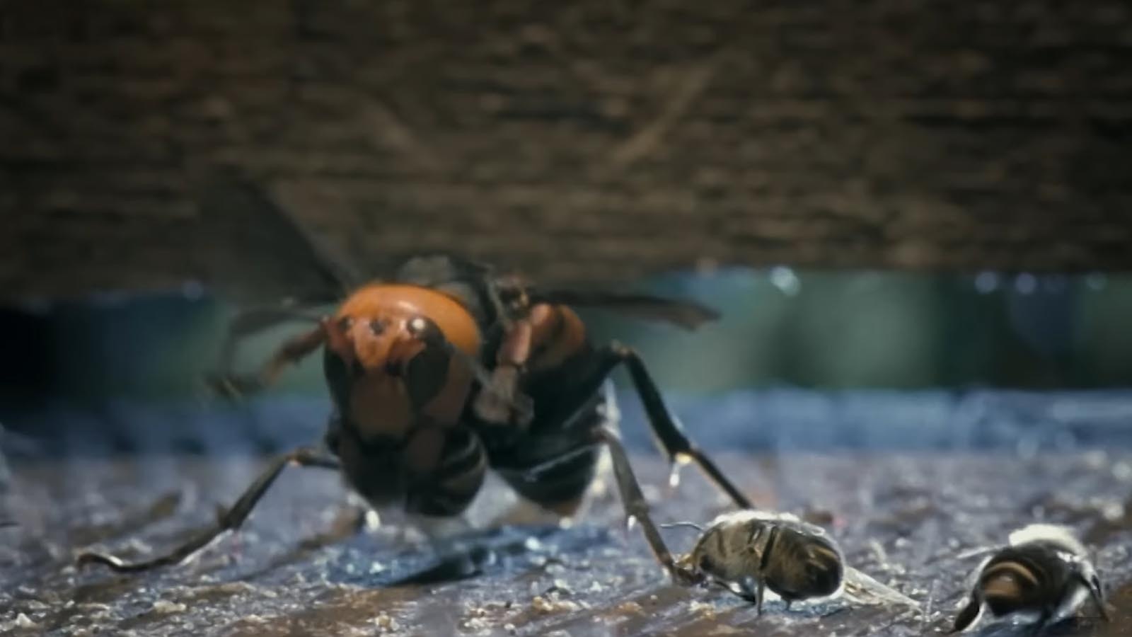 After luring a giant hornet into their hive, bees swarm it, then agitate so fast they raise the temperature in the hive and roast the hornet alive.