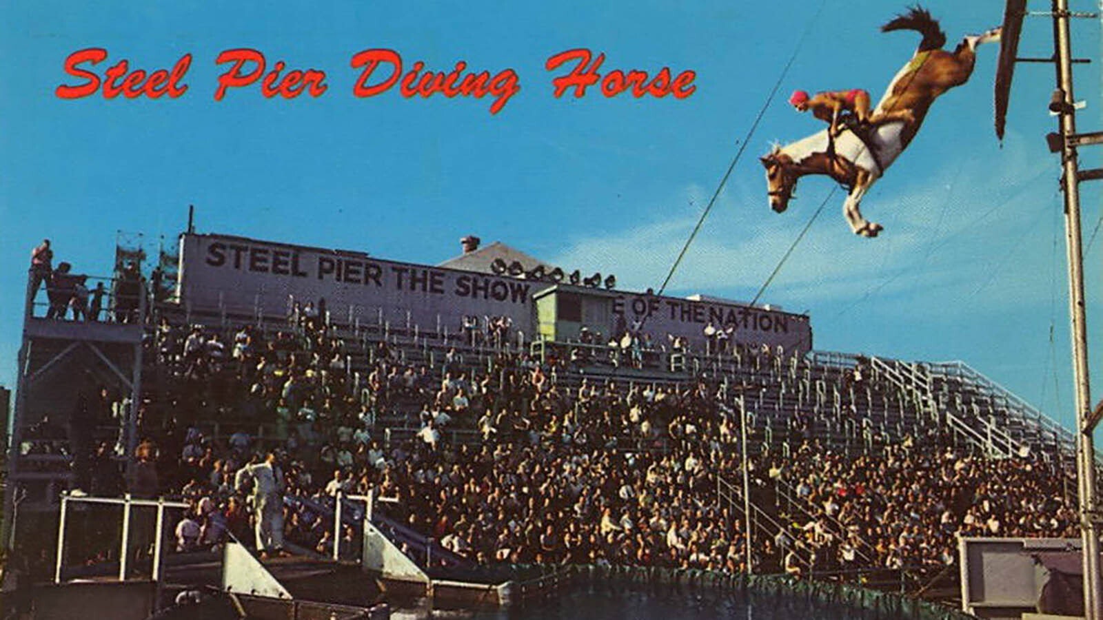 A postcard from the 1960s showcasing the Steel Pier's popular diving horses attraction.
