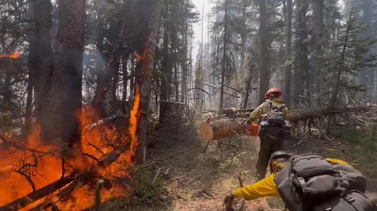 Firefighters use chainsaws to help clear dead fuel and creat fire lines around the Horse Fire.