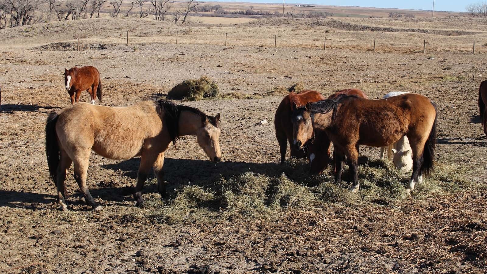 Horses enjoy their meal in late December in the Lingle-area pasture where they have been since October 2024.