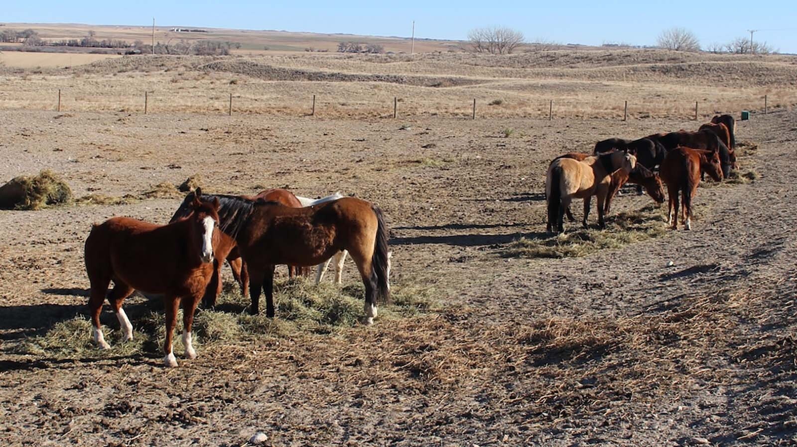 A herd of 14 appear to be gaining ground after Hubert’s feeding through the fall. This photo was taken in late December 2025.