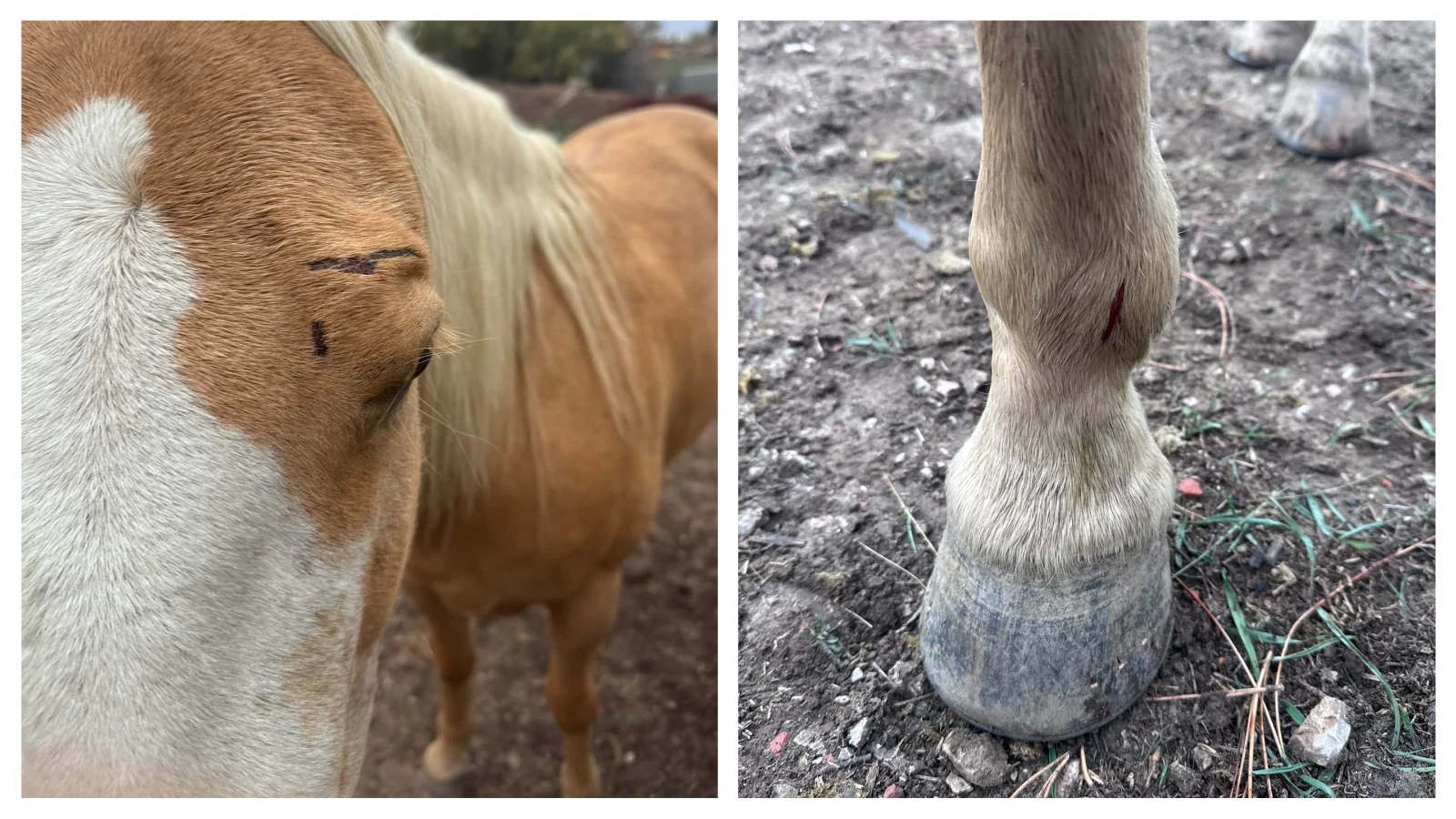 Selah, a 5-year-old horse owned by Luke and Clare Sheehan, is pictured on Oct. 14 after dogs attacked her in Gillette.