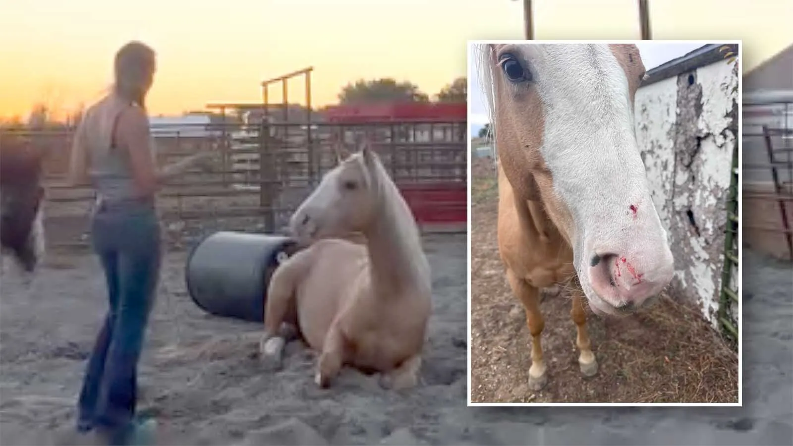 Selah, a 5-year-old horse owned by Luke and Clare Sheehan, is pictured on Oct. 14 after dogs attacked her in Gillette.