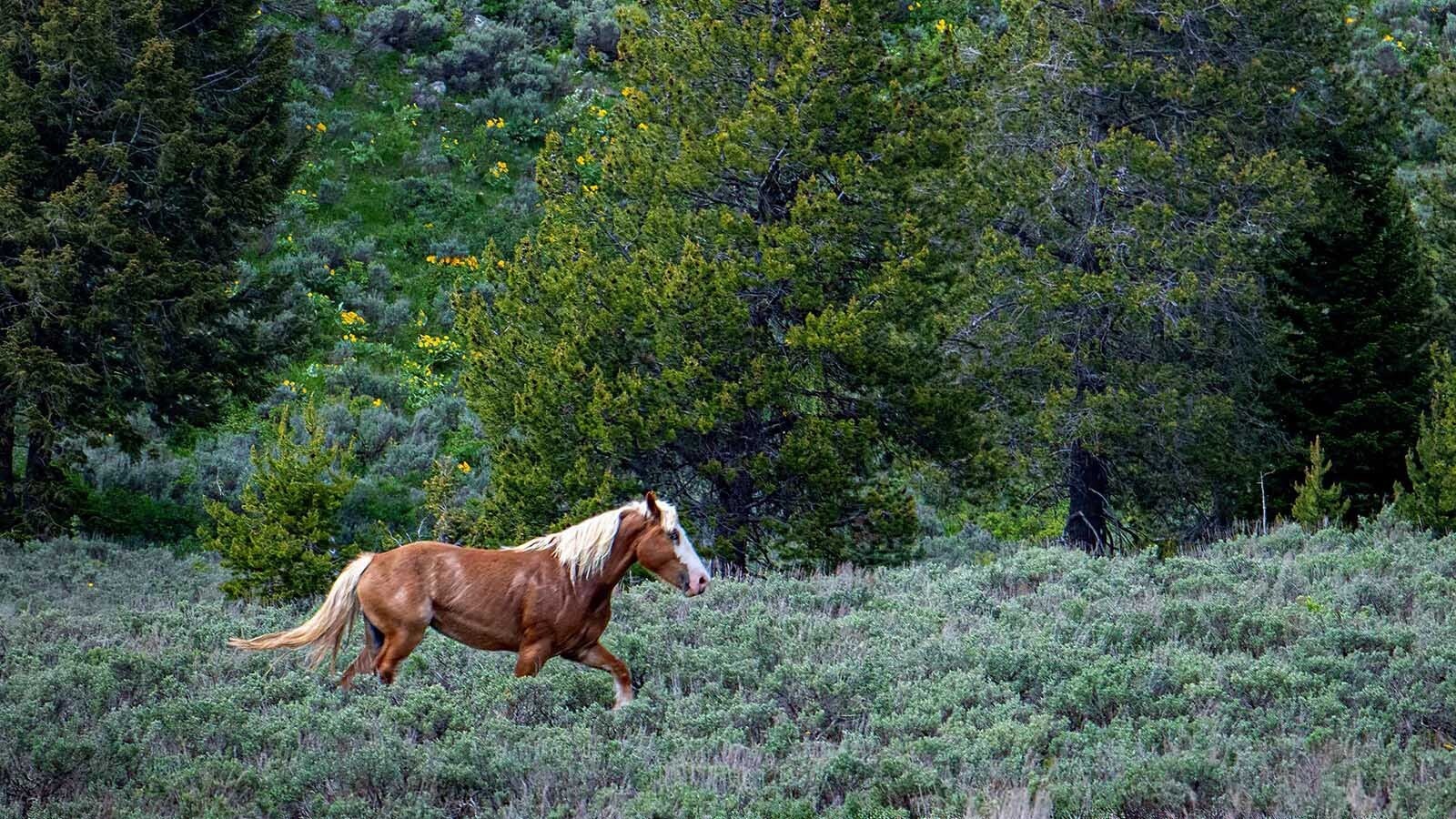 A mare named Barmaid escaped from its corral near Jenny Lake in Grand Teton National Park and ran loose in the park for about two weeks before finally being captured, safe and sound.