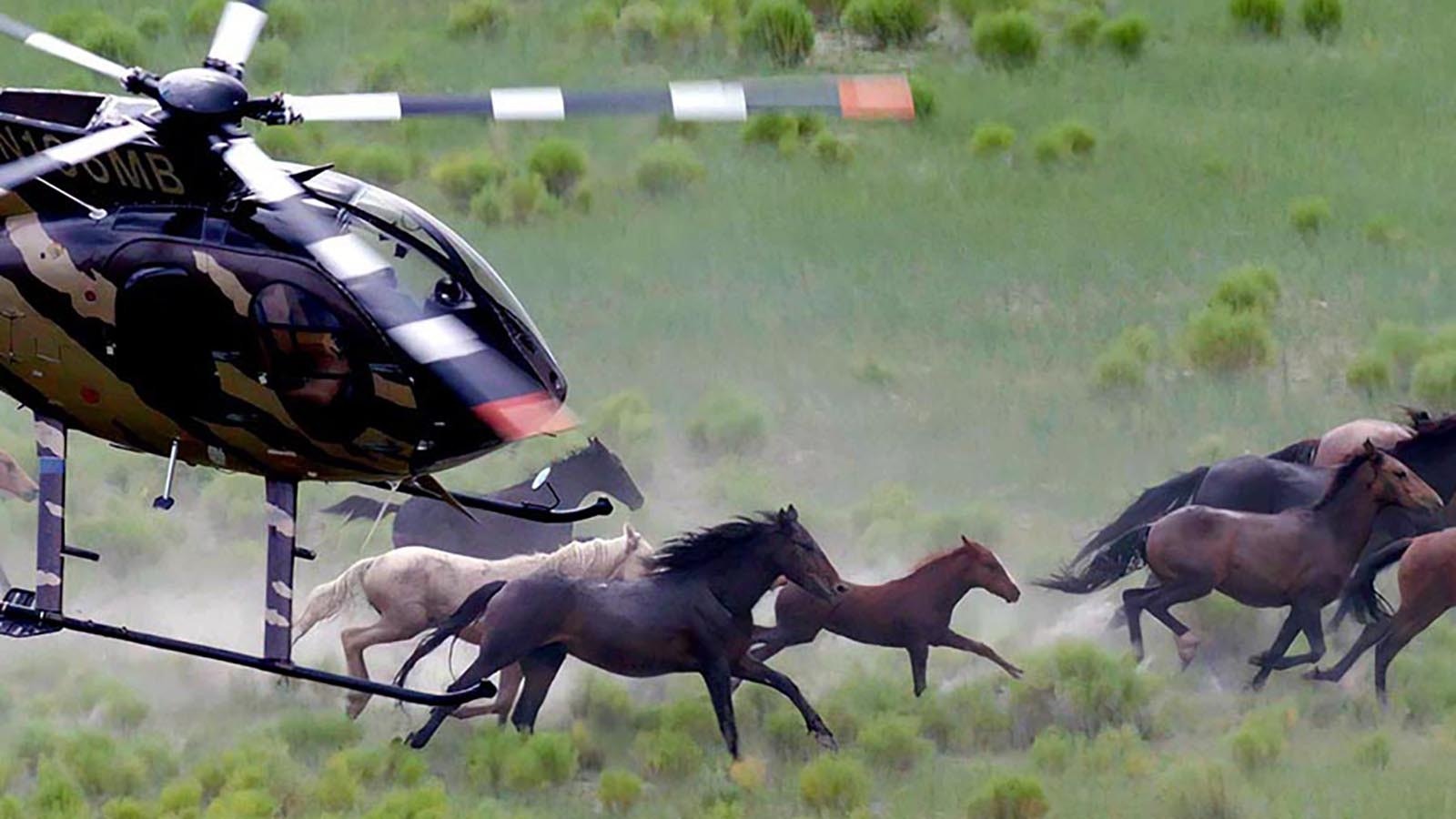 A contractor’s helicopter pushes mustangs across the range toward trap corrals during the ongoing mustang roundups in the Bureau of Land Management’s North Lander wild Horse Management Area. People came to Rock Springs from several states on Monday to protest the roundups.