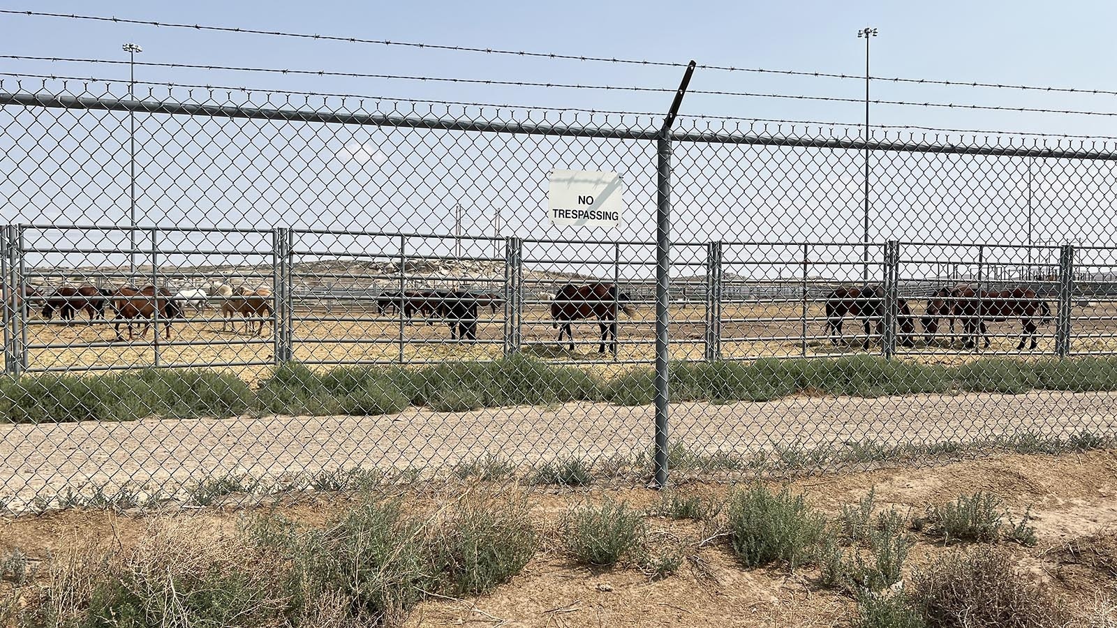 Mustangs that have been rounded up are kept in the Bureau of Land Management’s holding corrals just north of Rock Springs.