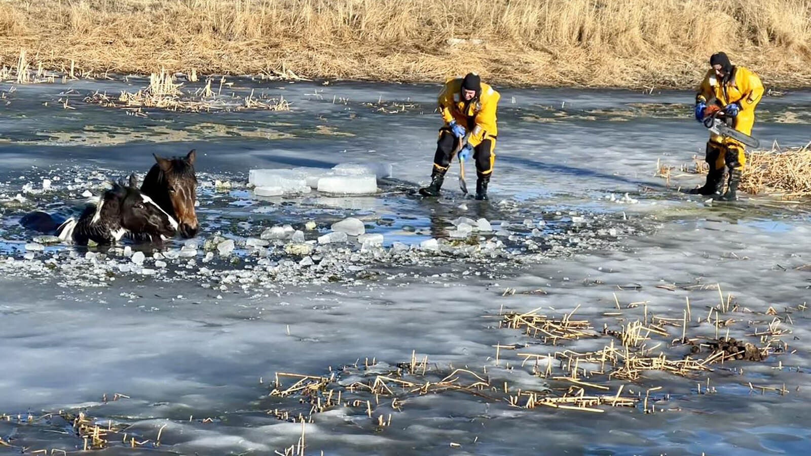 Campbell County Fire Department responders work with chainsaws and other equipment to free a pair of horses that fell into an icy pond Jan. 30, 2024. The horses eventually made their way out and survived.