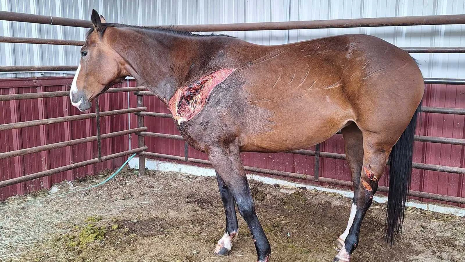 Rancher Leah LaTray thinks her 8-year-old quarter horse mare was severely injured by a grizzly bear on her ranch near Lewistown, Montana. The horse is expected to survive.