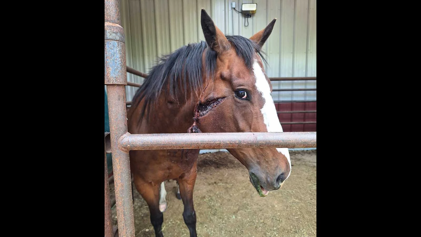 Rancher Leah LaTray thinks her 8-year-old quarter horse mare was severely injured by a grizzly bear on her ranch near Lewistown, Montana. The horse is expected to survive.