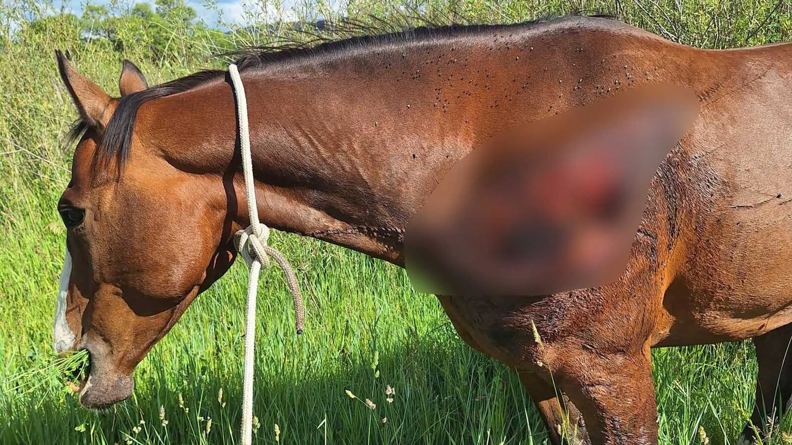 Rancher Leah LaTray thinks her 8-year-old quarter horse mare was severely injured by a grizzly bear on her ranch near Lewistown, Montana. The horse is expected to survive.