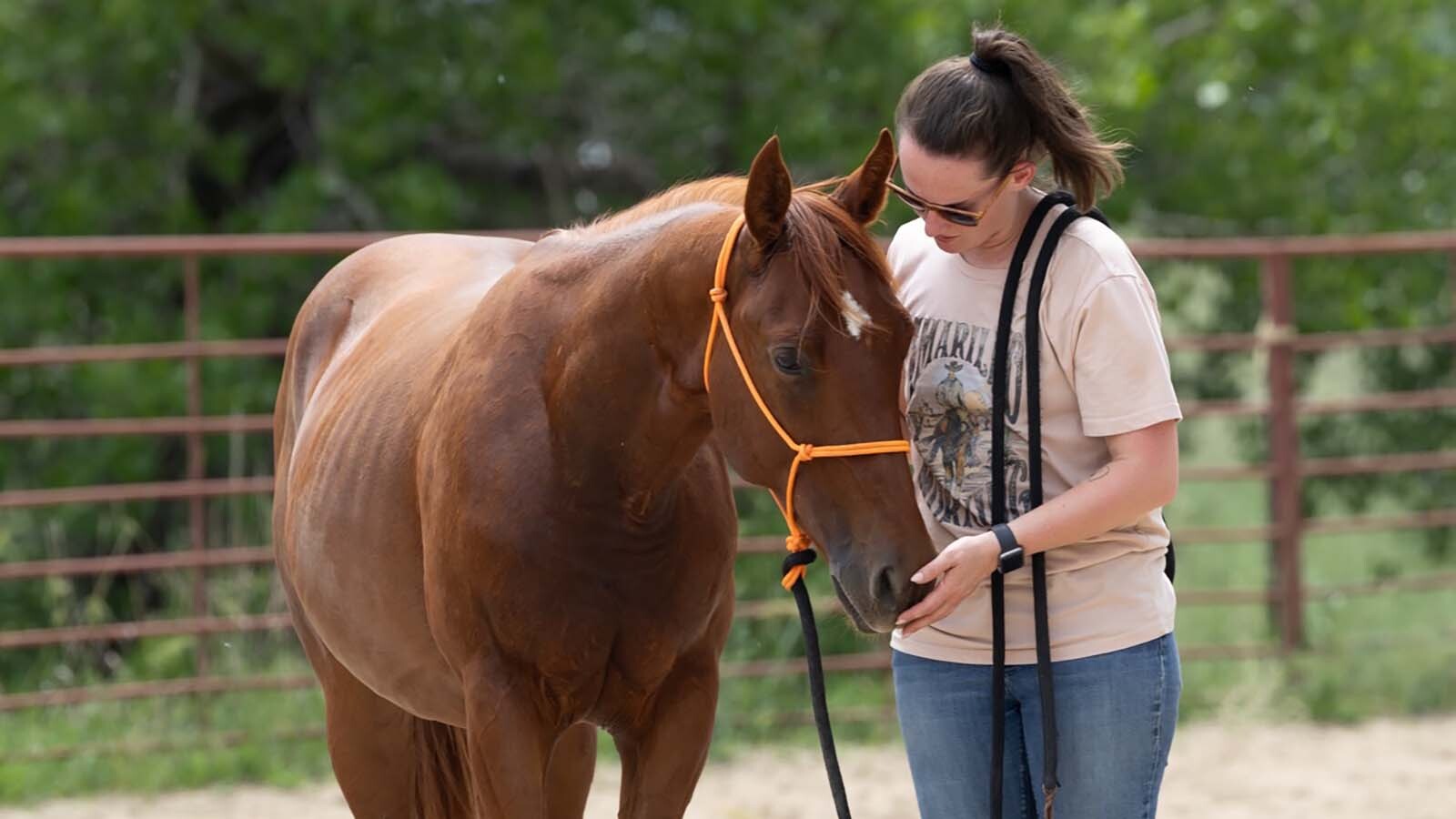 Natalie Lombard, a veterinary surgical tech at Colorado State University, decided to bring Perrier aka Perry home after the horse donated his stem cells for use in regenerative therapies.