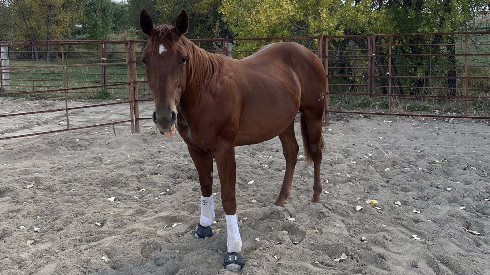 Natalie Lombard, a veterinary surgical tech at Colorado State University, decided to bring Perrier aka Perry home after the horse donated his stem cells for use in regenerative therapies.