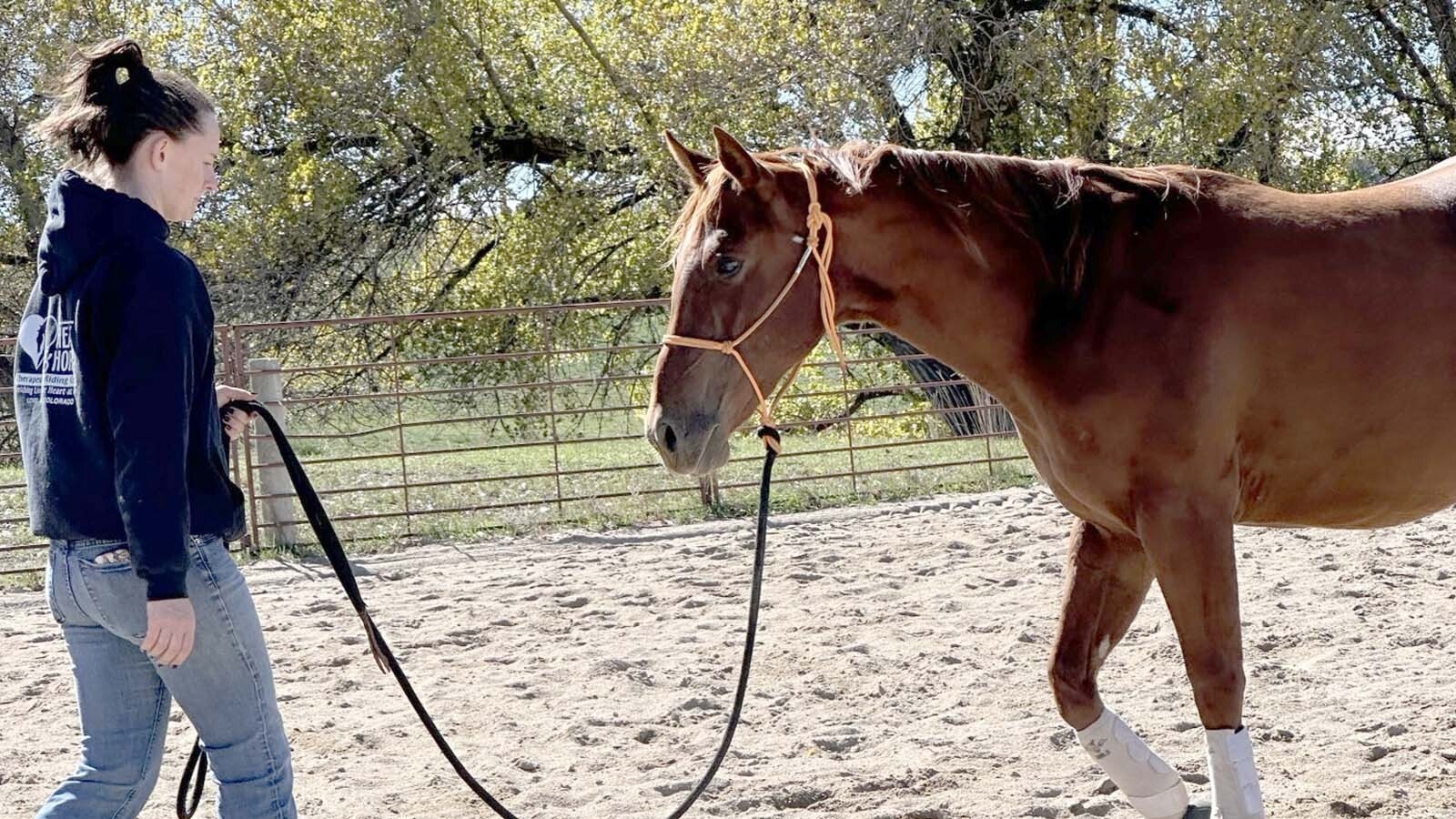 Natalie Lombard, a veterinary surgical tech at Colorado State University, decided to bring Perrier aka Perry home after the horse donated his stem cells for use in regenerative therapies.