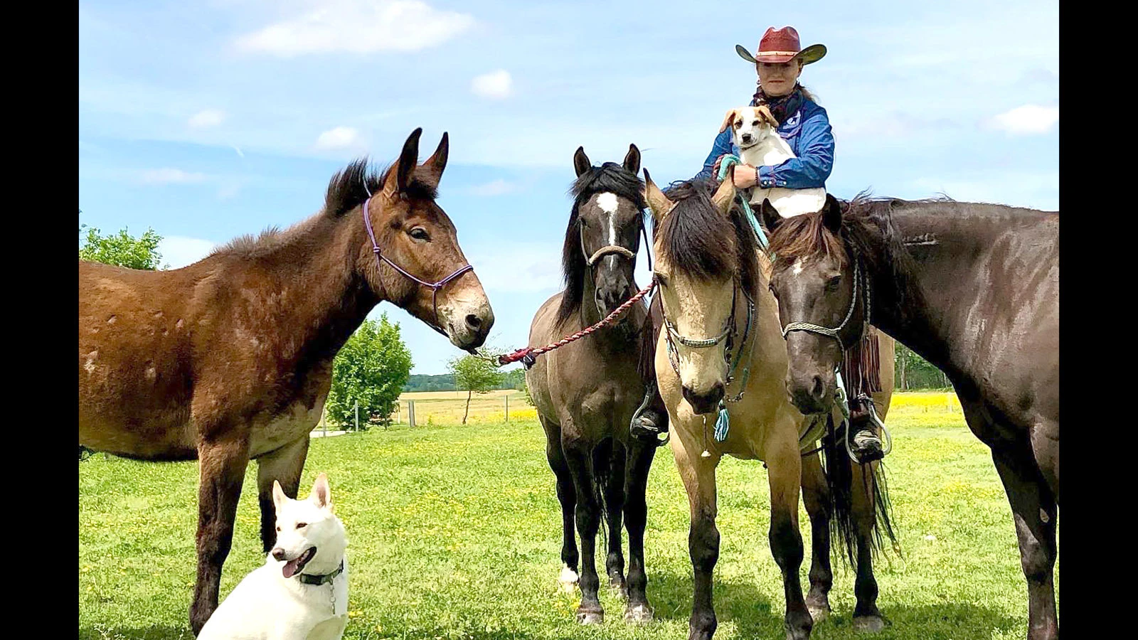 When Lisanne Fear sat down to write a suicide note, she couldn't bring herself to part with a mustang named Phineas. That decision led to the Pinedale, Wyoming, woman's 5,000-mile ride across the U.S. Through it all was her faithful dog, Lou.