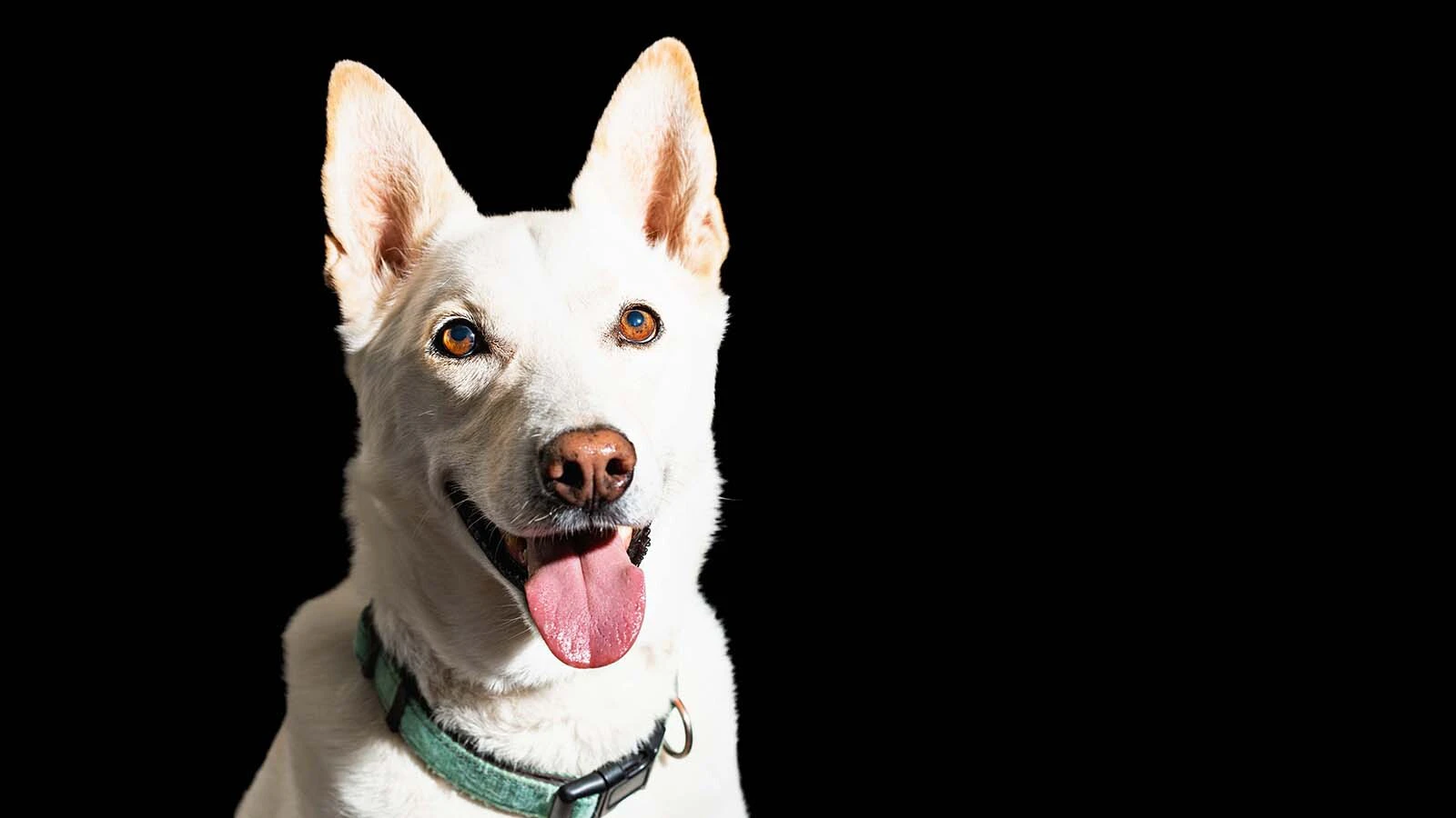 When Lisanne Fear sat down to write a suicide note, she couldn't bring herself to part with a mustang named Phineas. That decision led to the Pinedale, Wyoming, woman's 5,000-mile ride across the U.S. Through it all was her faithful dog, Lou.
