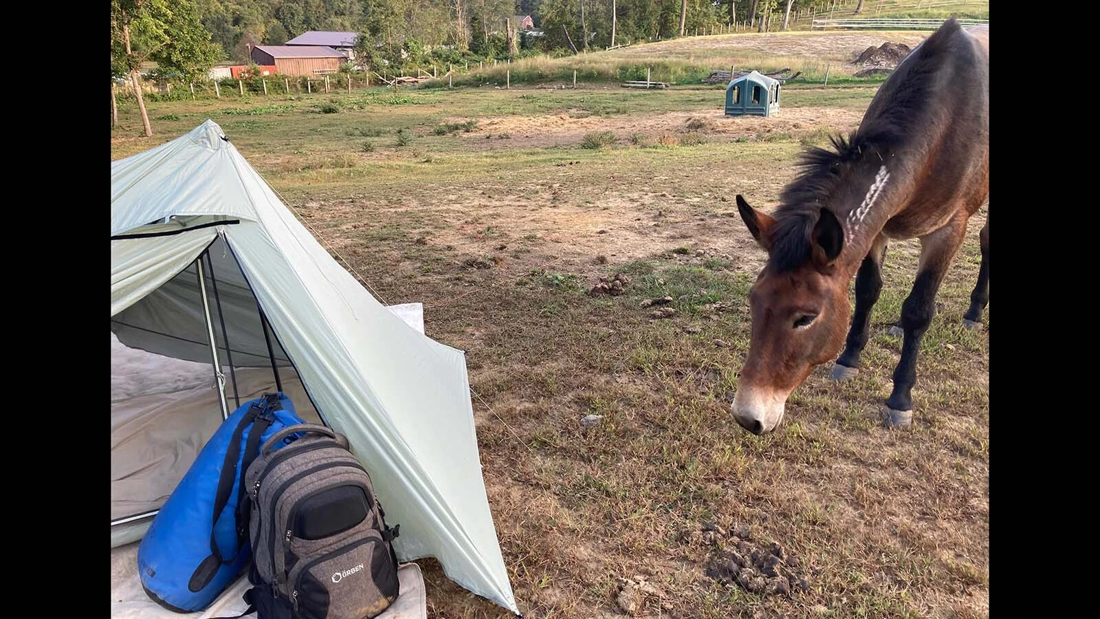 When Lisanne Fear sat down to write a suicide note, she couldn't bring herself to part with a mustang named Phineas. That decision led to the Pinedale, Wyoming, woman's 5,000-mile ride across the U.S.