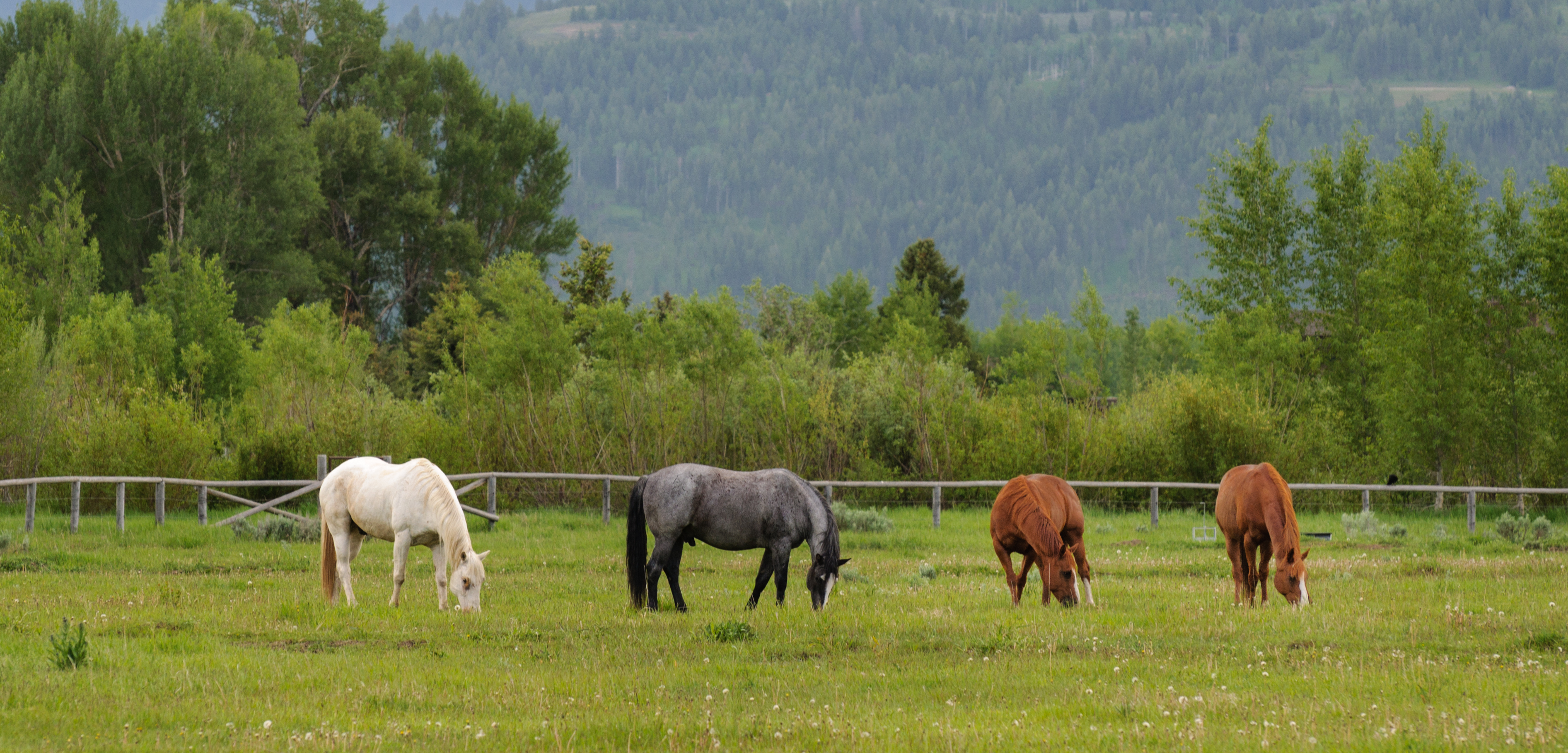 The Wyoming Supreme Court says the conviction of a man who shot a broodmare in the gut, leading to her death, should stand. The mare was part of a herd that was grazing on subleased property, much like in this file photo.