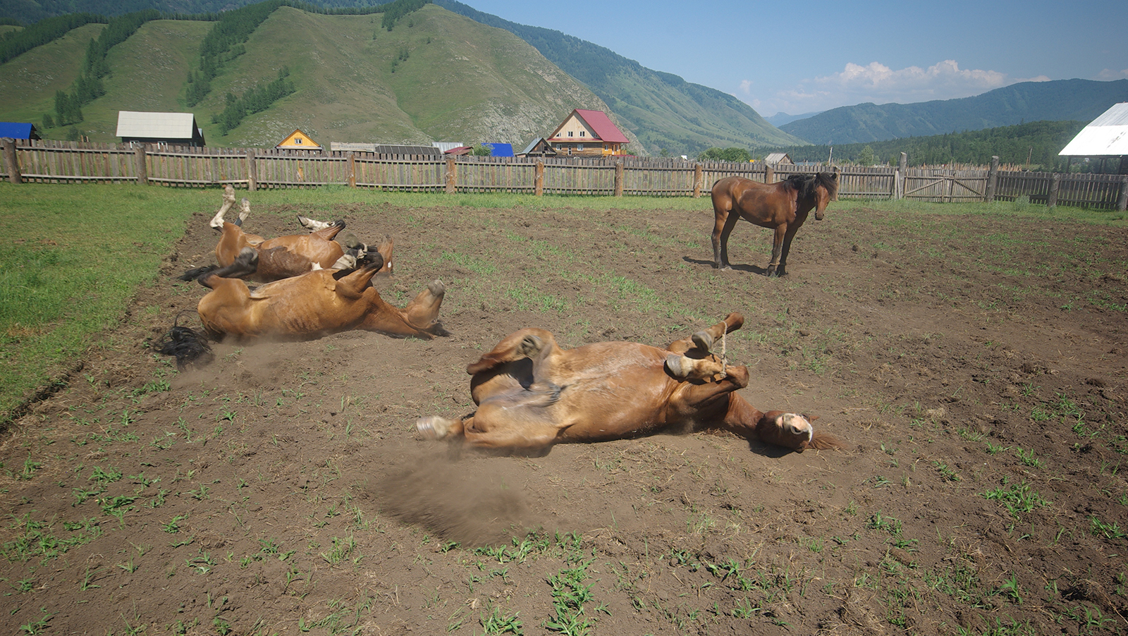 A group of horses enjoy a roll in the dirt in this file photo.