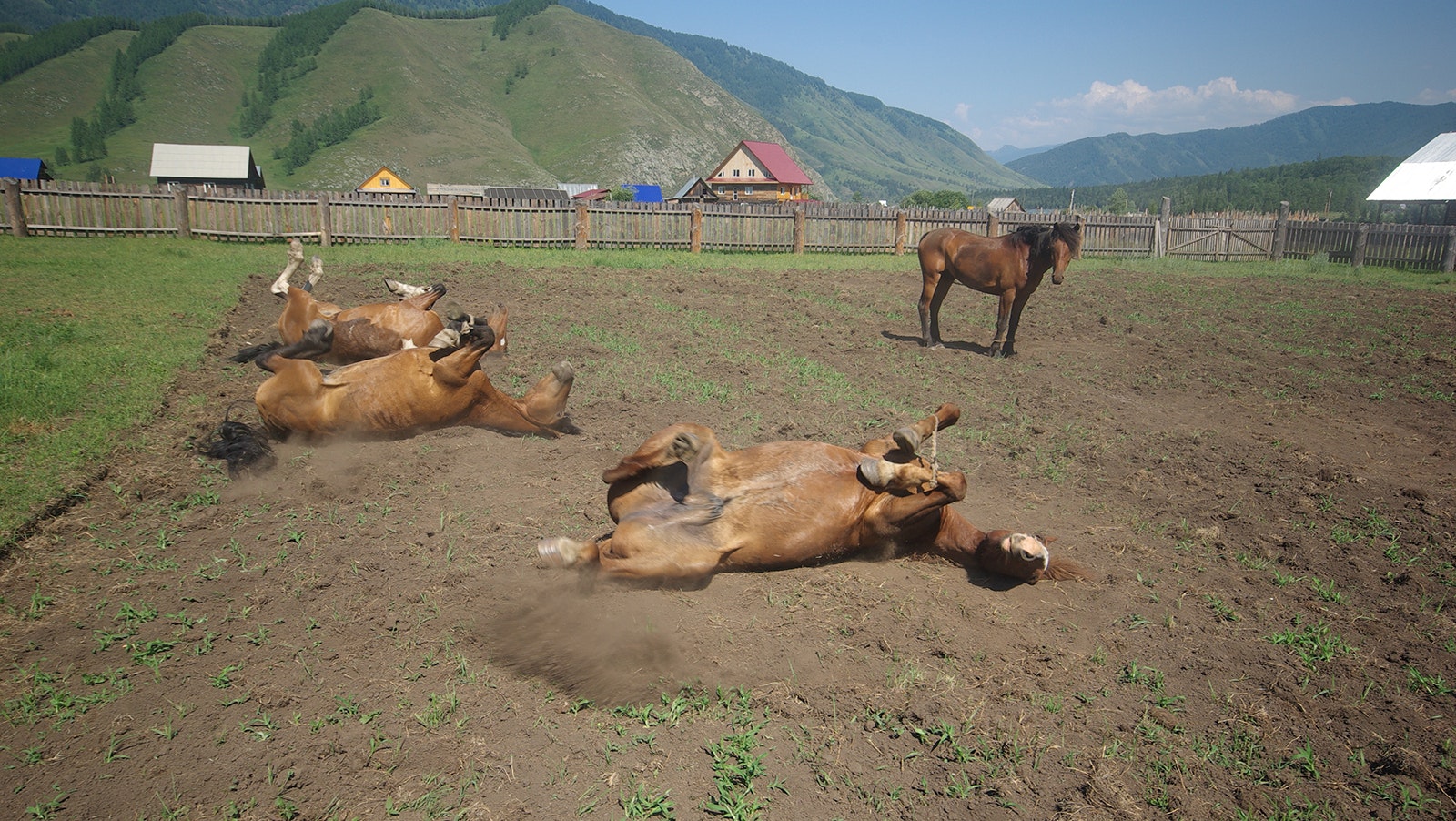 A group of horses enjoy a roll in the dirt in this file photo.