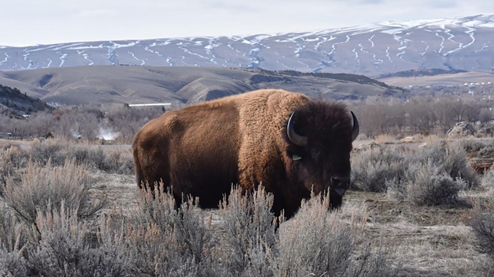 Wyoming State Parks maintains small herds of semi-wild bison that roam freely across Hot Springs and Bear River state parks. To keep the herd at optimal size, the state is selling 15 to the highest bidders.