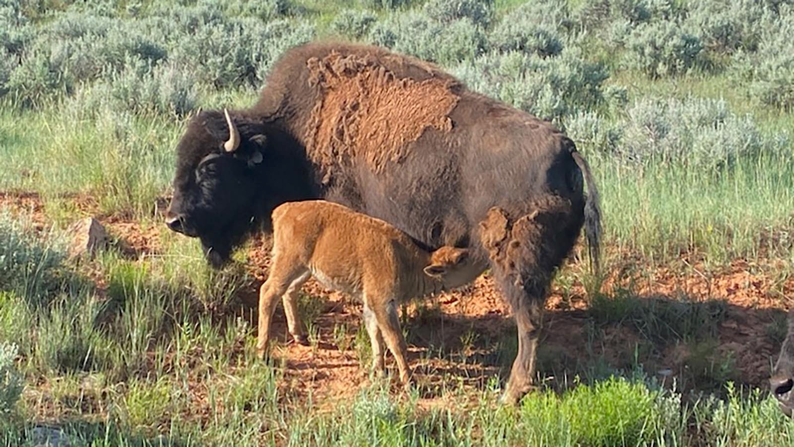 Wyoming State Parks maintains small herds of semi-wild bison that roam freely across Hot Springs and Bear River state parks. To keep the herd at optimal size, the state is selling 15 to the highest bidders.