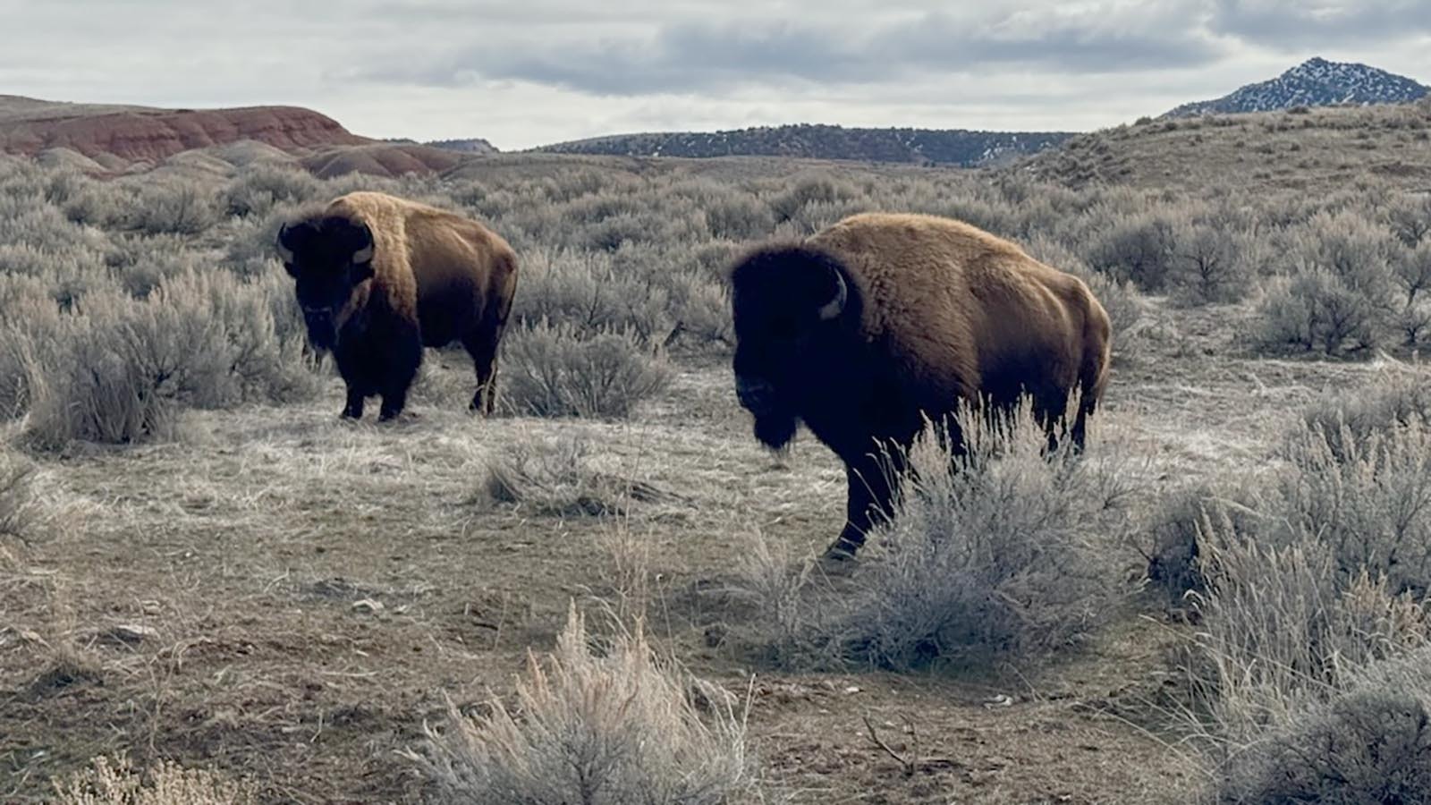 Wyoming State Parks maintains small herds of semi-wild bison that roam freely across Hot Springs and Bear River state parks. To keep the herd at optimal size, the state is selling 15 to the highest bidders.