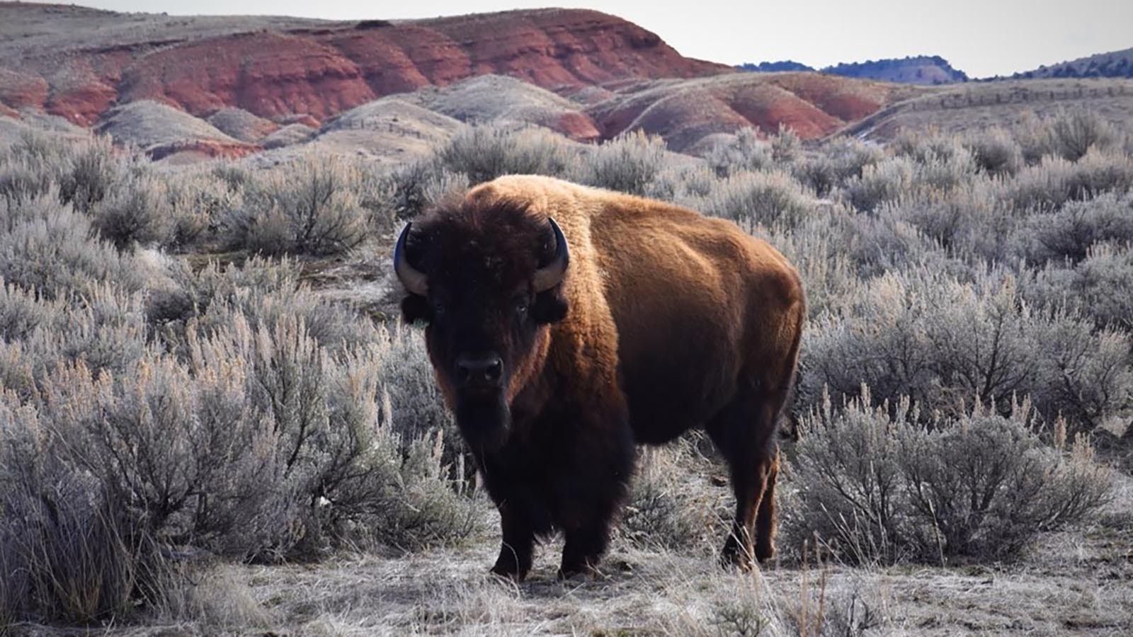 Wyoming State Parks maintains small herds of semi-wild bison that roam freely across Hot Springs and Bear River state parks. To keep the herd at optimal size, the state is selling 15 to the highest bidders.