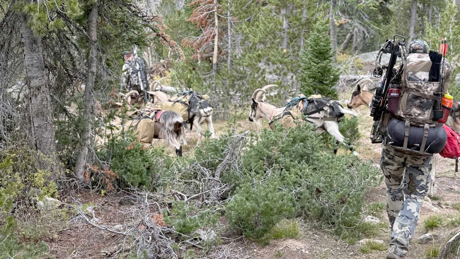 Hunter Vance McGahey said he was worried about his beloved pack goat overheating in scorching weather during a recent hunting trip in the Wind River mountains.