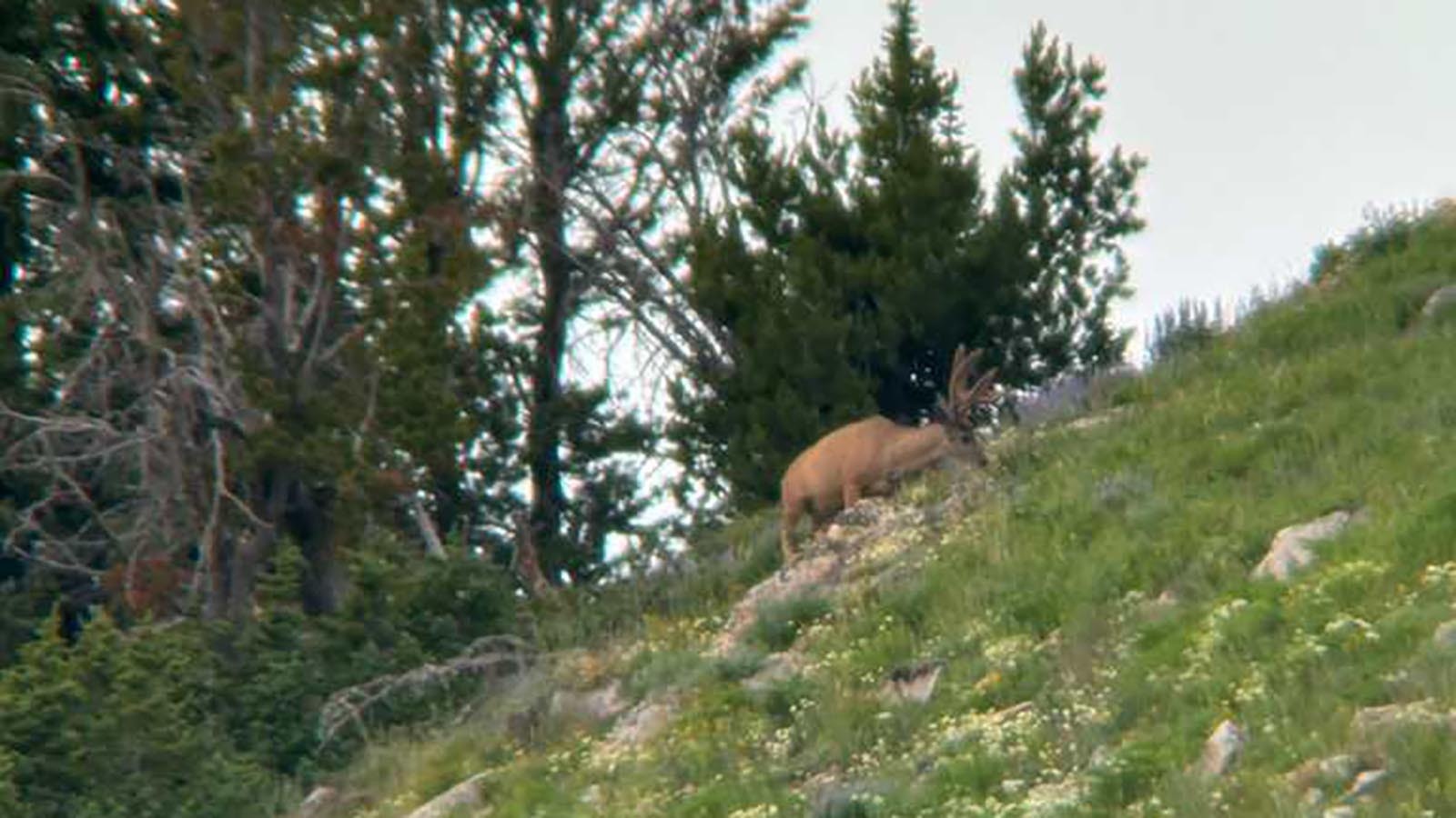 When it’s hot, pre-season scouting is vital to archery deer hunting success, said Wyoming bowhunter Zach Key.