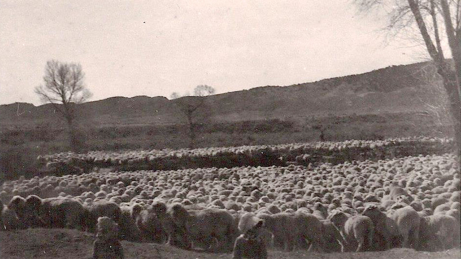 A photo from the Hot Springs County Museum shows girls in bonnets with a sheep herd at an unknown location.