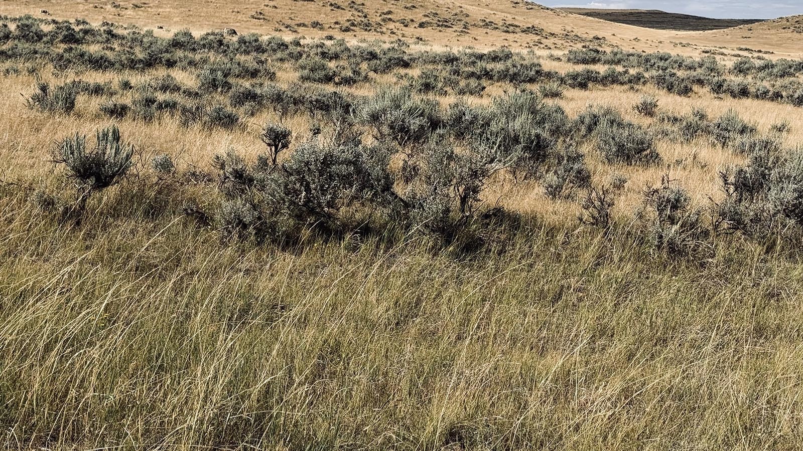 The prairie where the House Draw Fire threatened sheep ranches.