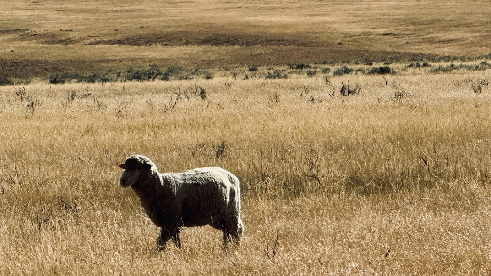 A lost sheep off Buffalo Sussex Cutoff Road where the House Draw Fire threatened sheep ranches.