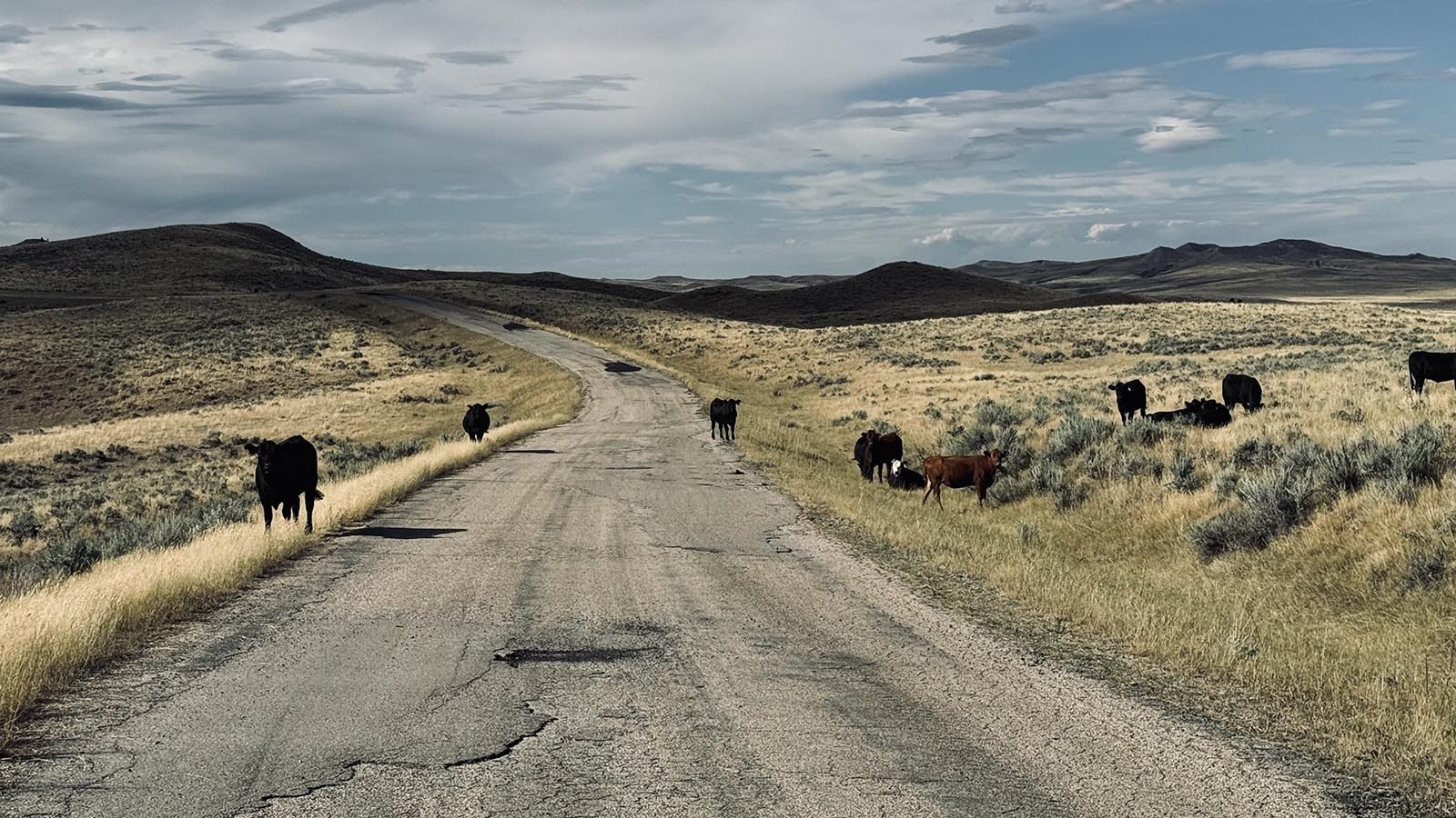 Cattle wander onto Reno Road on the drive to Vic Gonio’s sheep ranching operation.