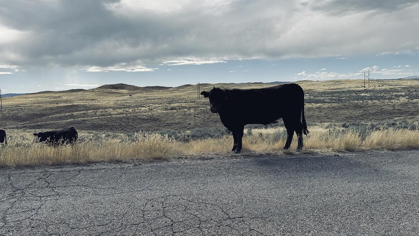 A cow along Reno Road on the drive to Vic Gonio’s sheep ranching operation.