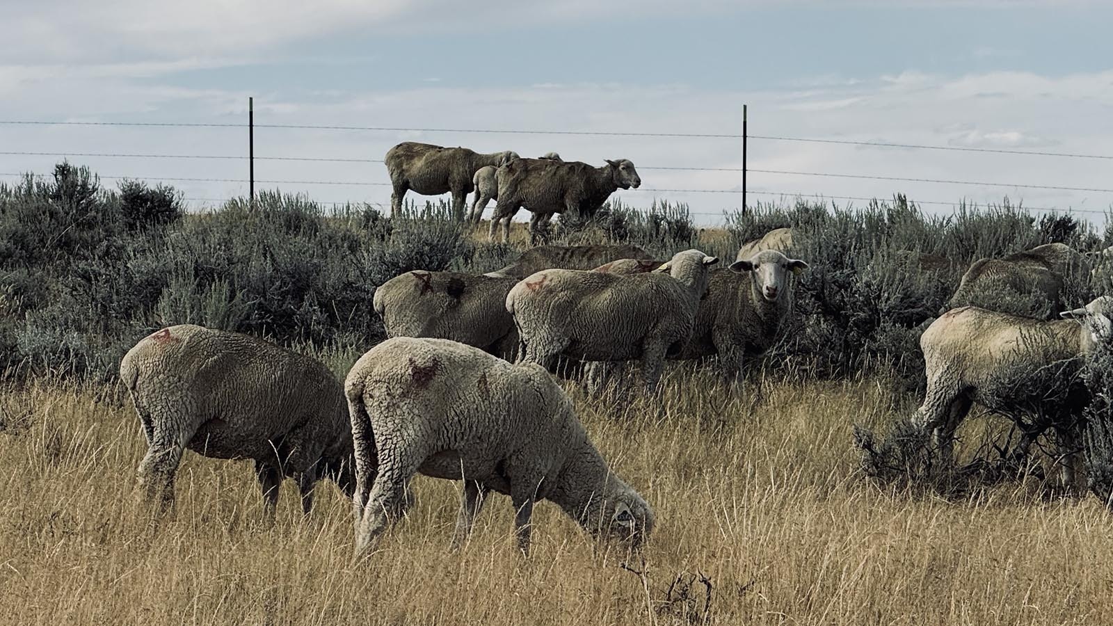 Sheep grazing in a pasture off Buffalo Sussex Cutoff Road in Johnson County.