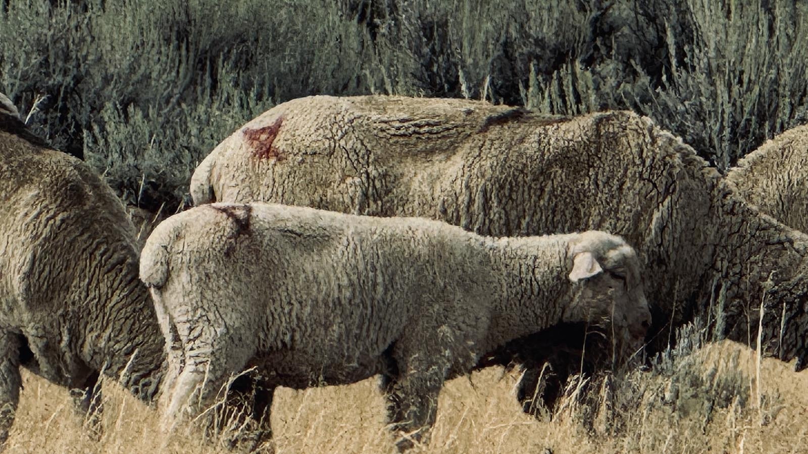 Sheep grazing in a pasture off Buffalo Sussex Cutoff Road in Johnson County. The brands are visible on their bodies.